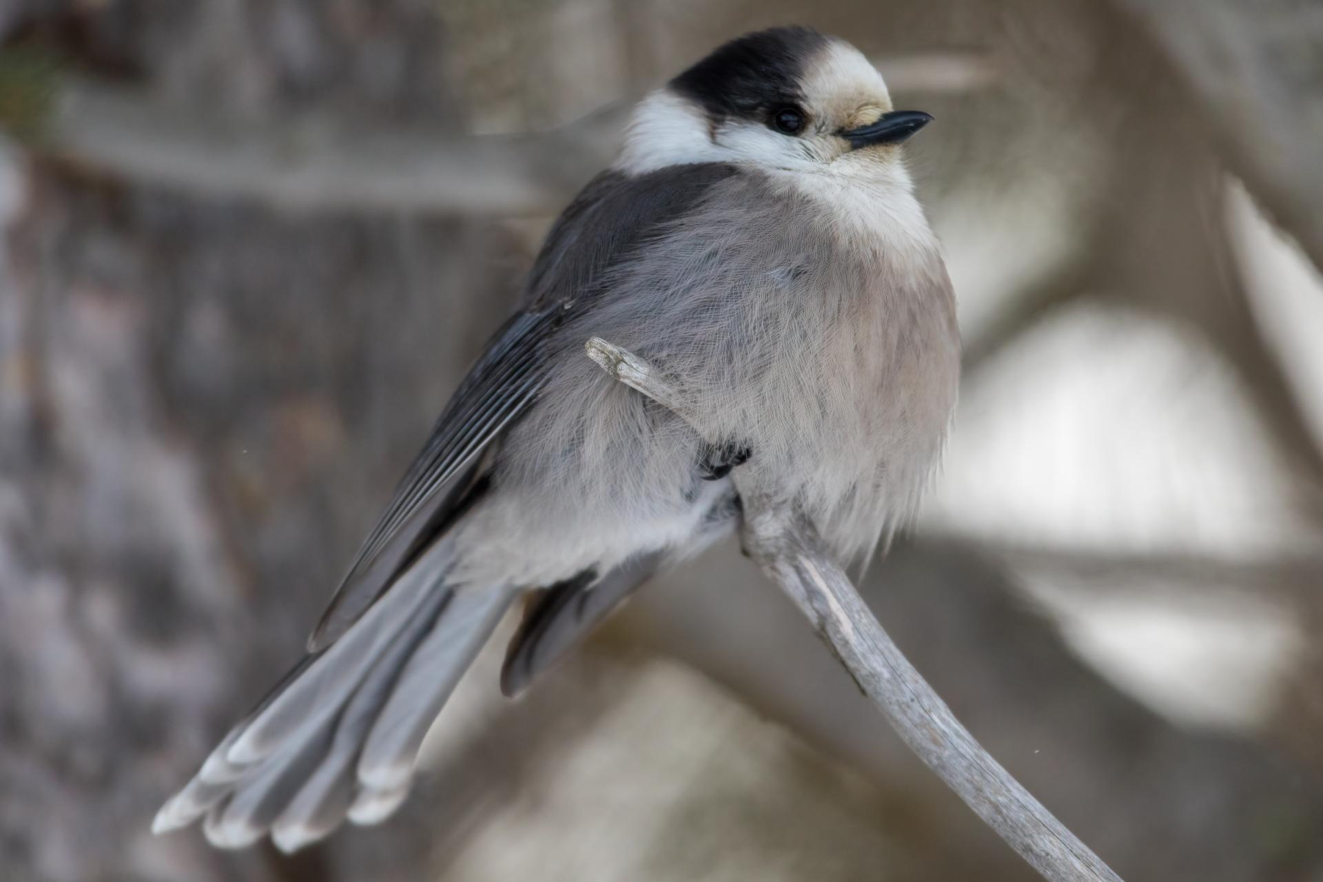 mesangeai-du-canada-gray-jay