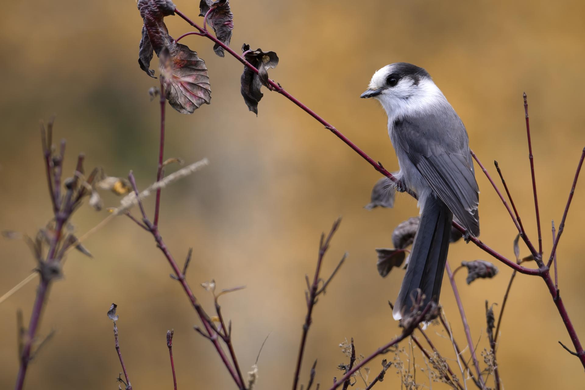 mesangeai-du-canada-gray-jay