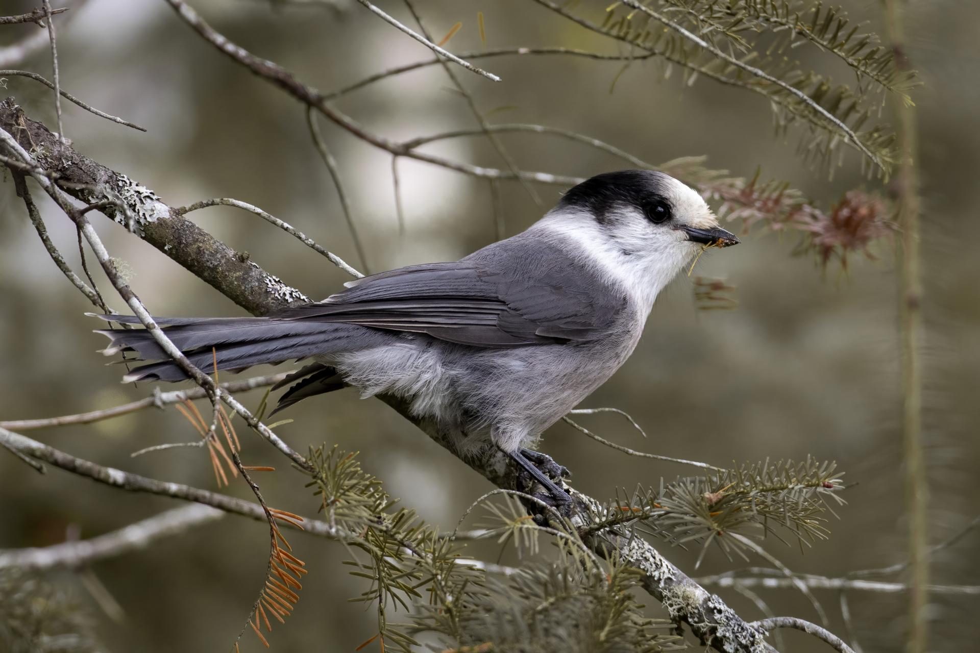 mesangeai-du-canada-gray-jay