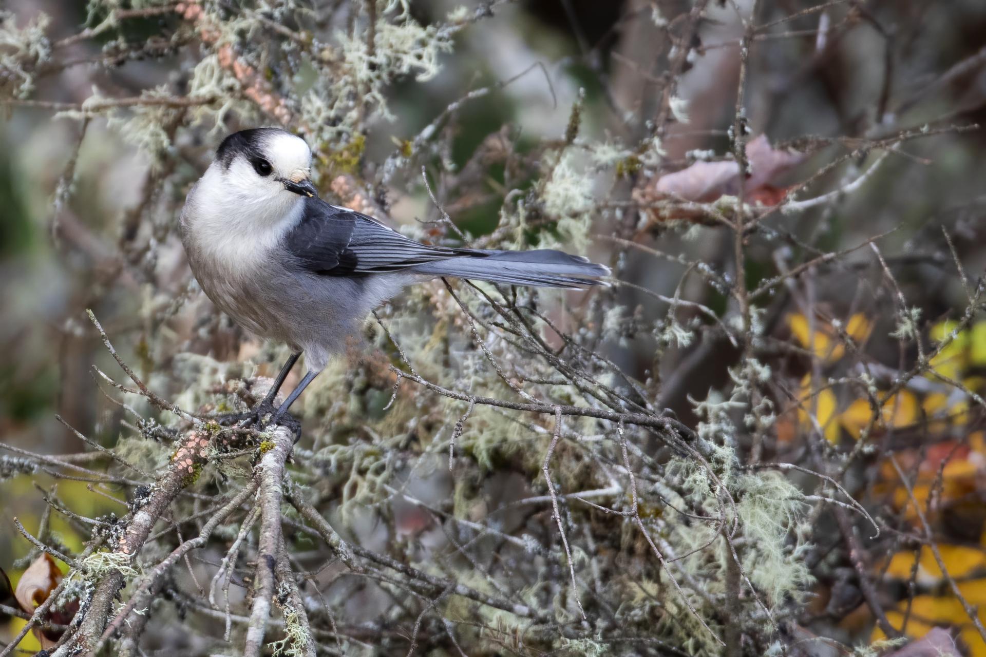 mesangeai-du-canada-gray-jay