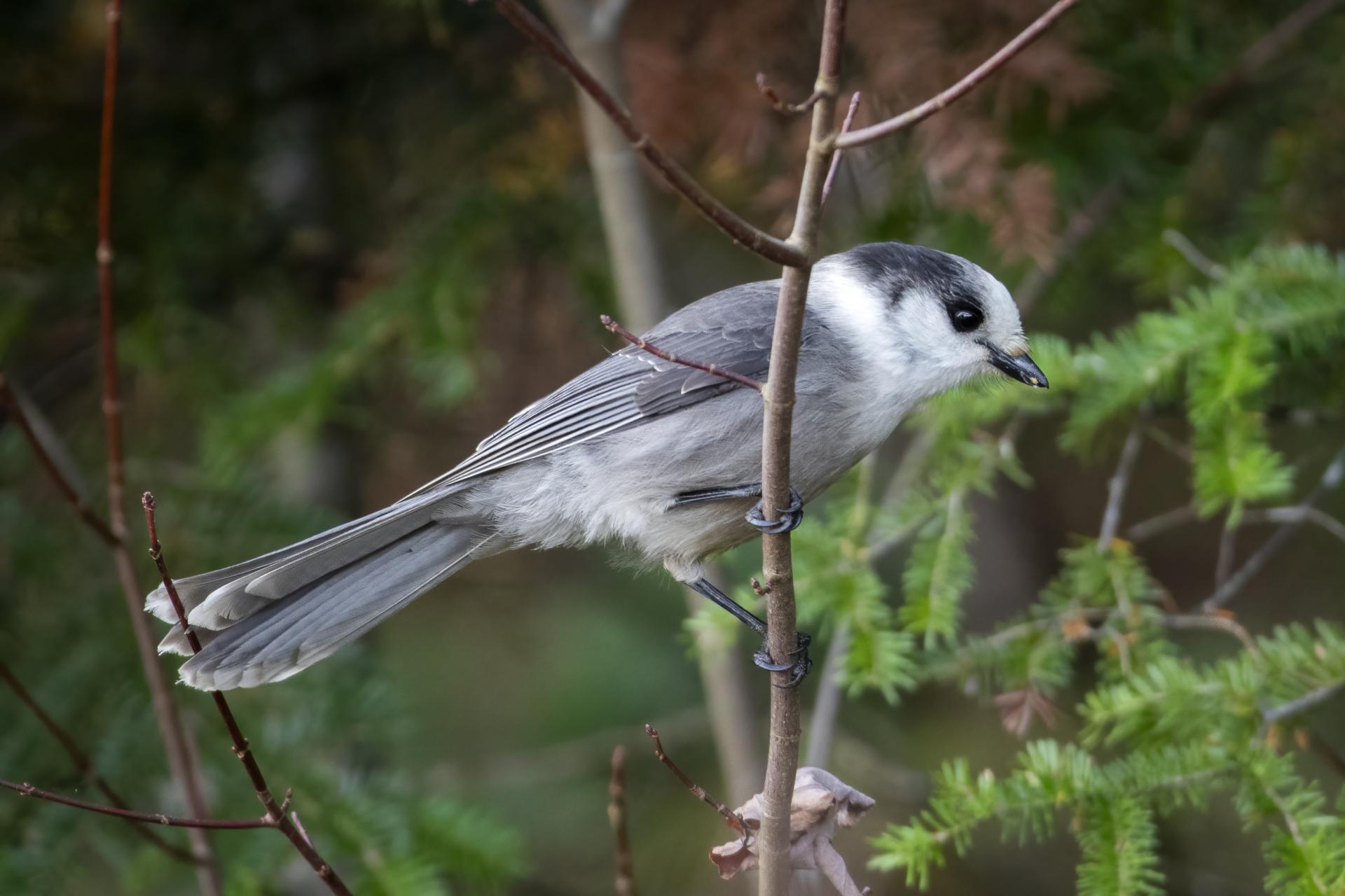 mesangeai-du-canada-gray-jay