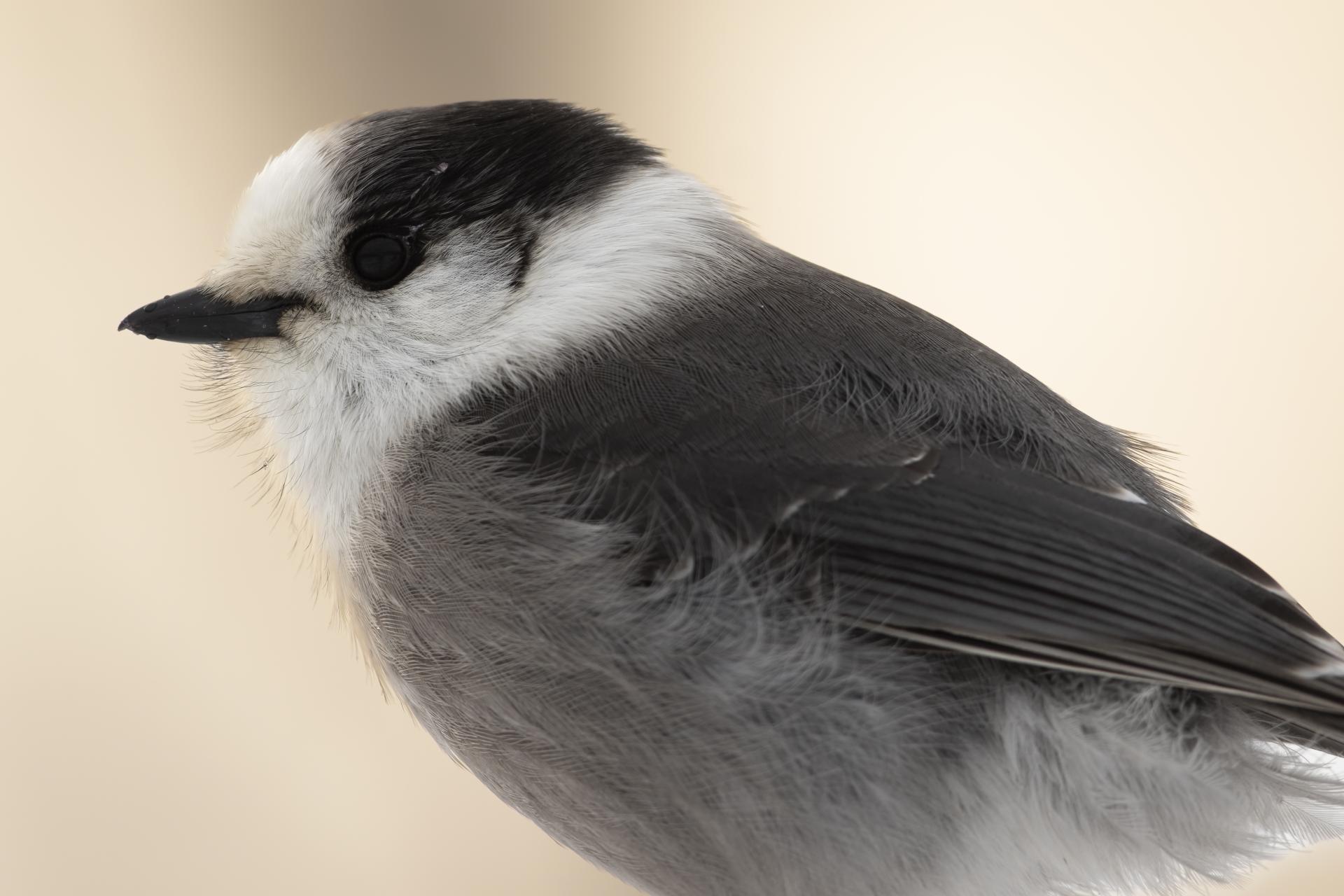 mesangeai-du-canada-gray-jay