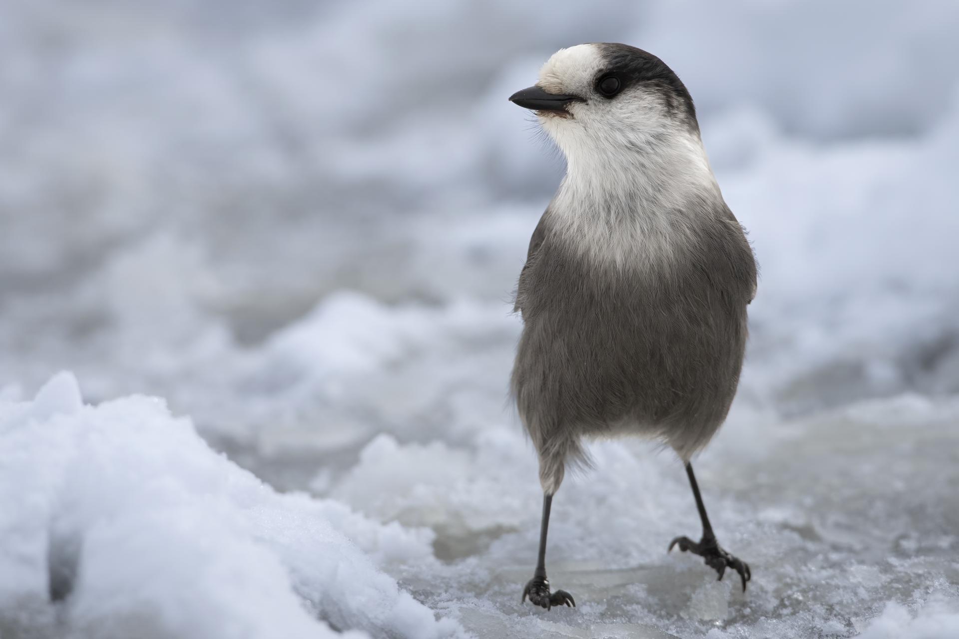 mesangeai-du-canada-gray-jay
