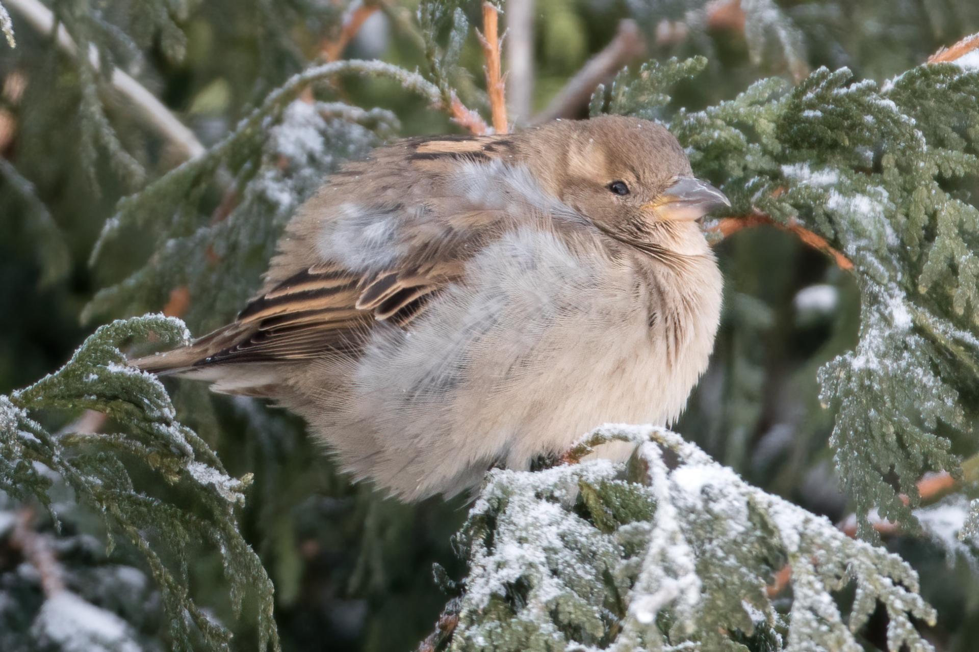 moineau-domestique-house-sparrow