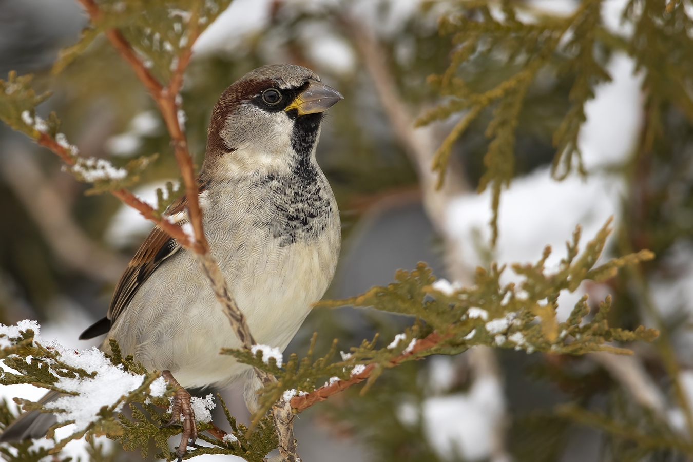 moineau-domestique-house-sparrow