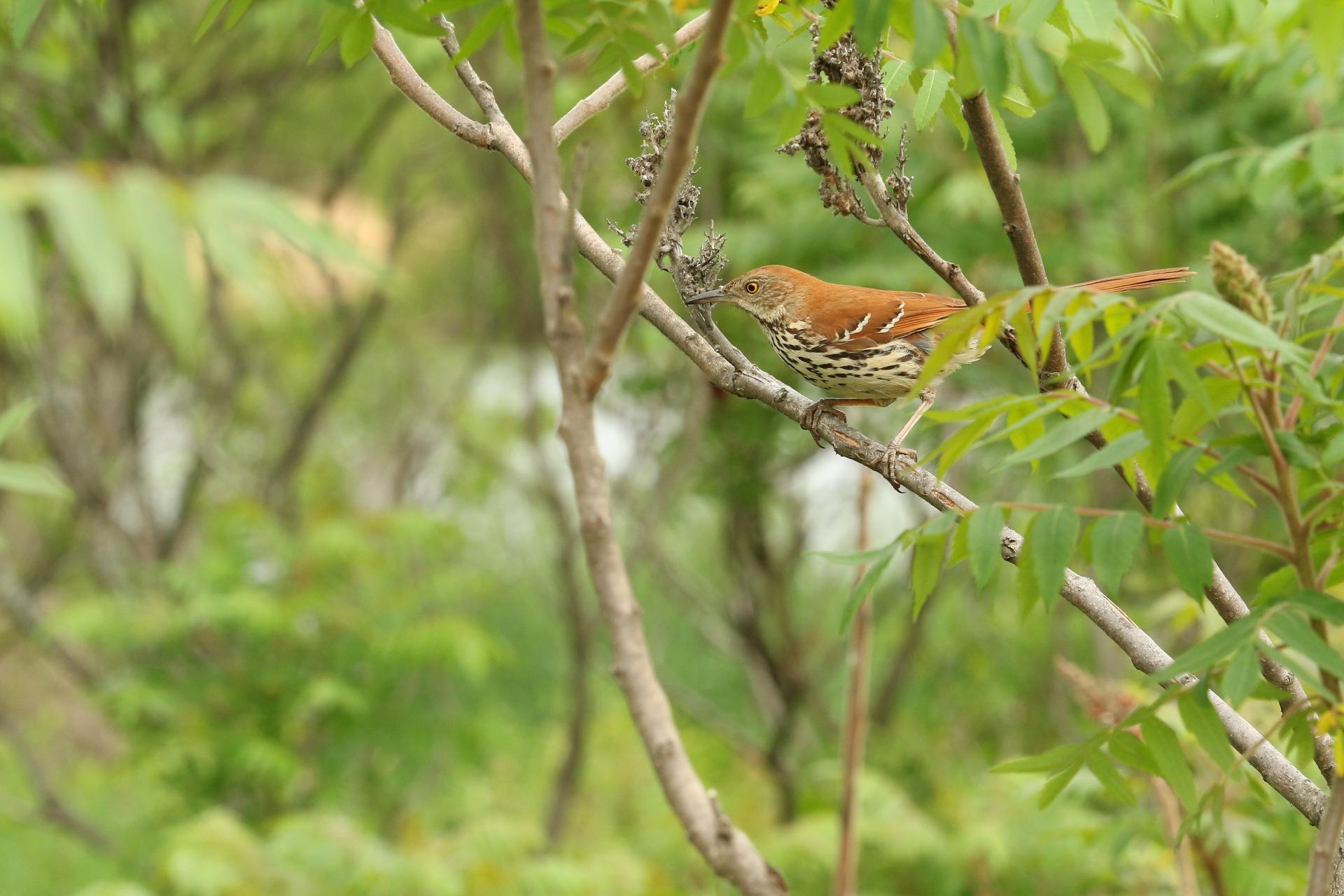 moqueur-roux-brown-thrasher