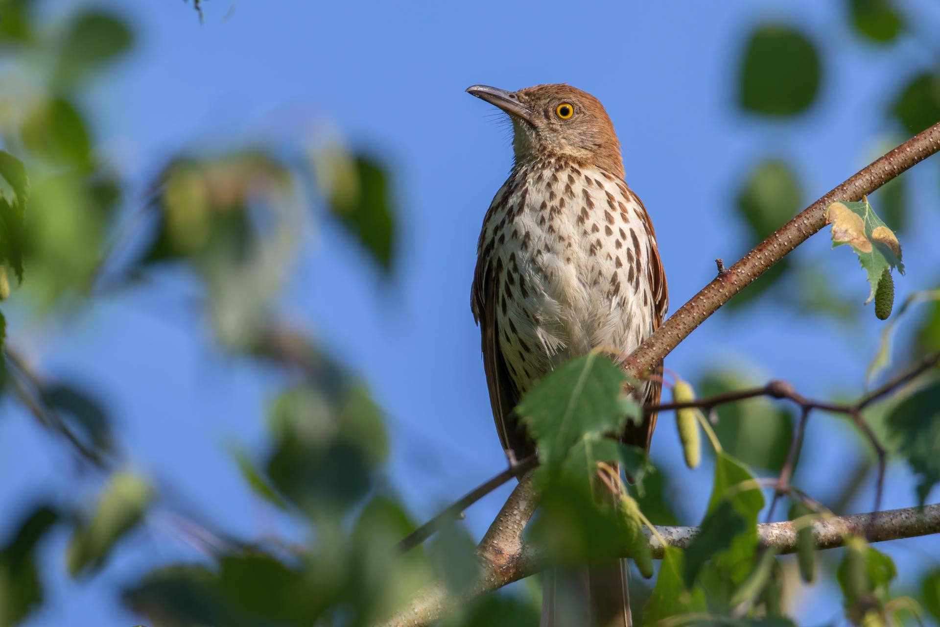 moqueur-roux-brown-thrasher