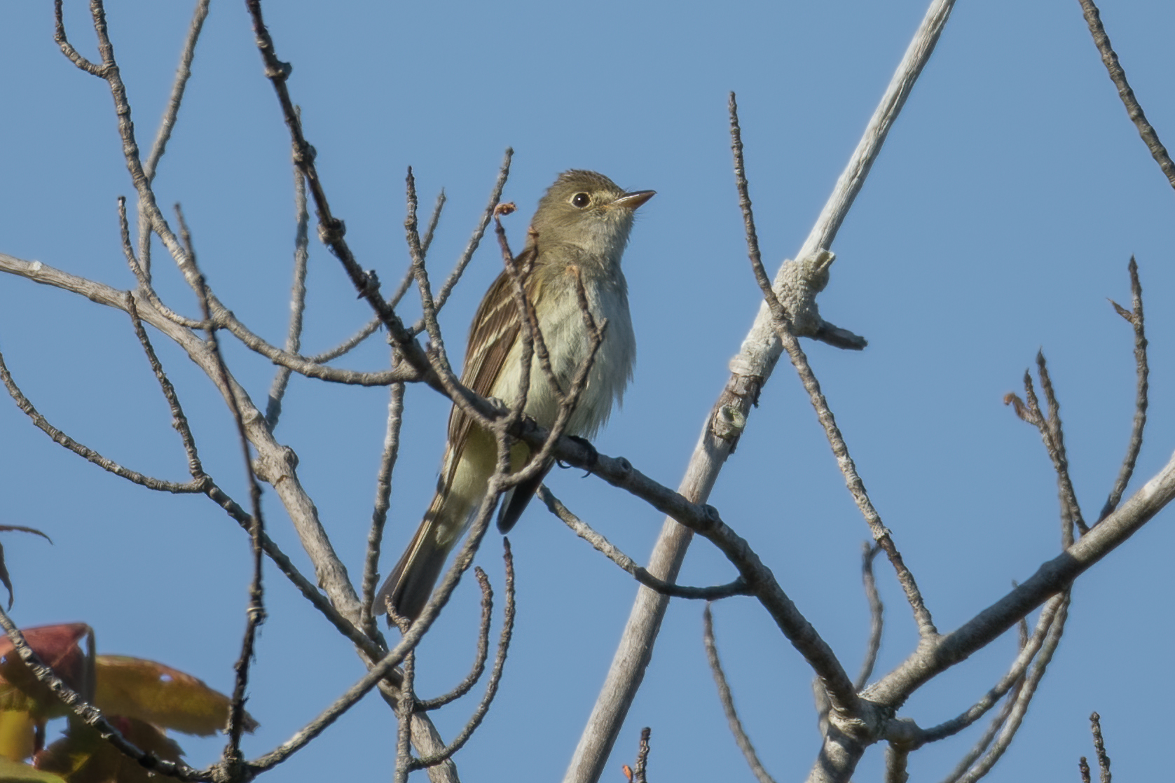 moucherolle-des-aulnes-alder-flycatcher