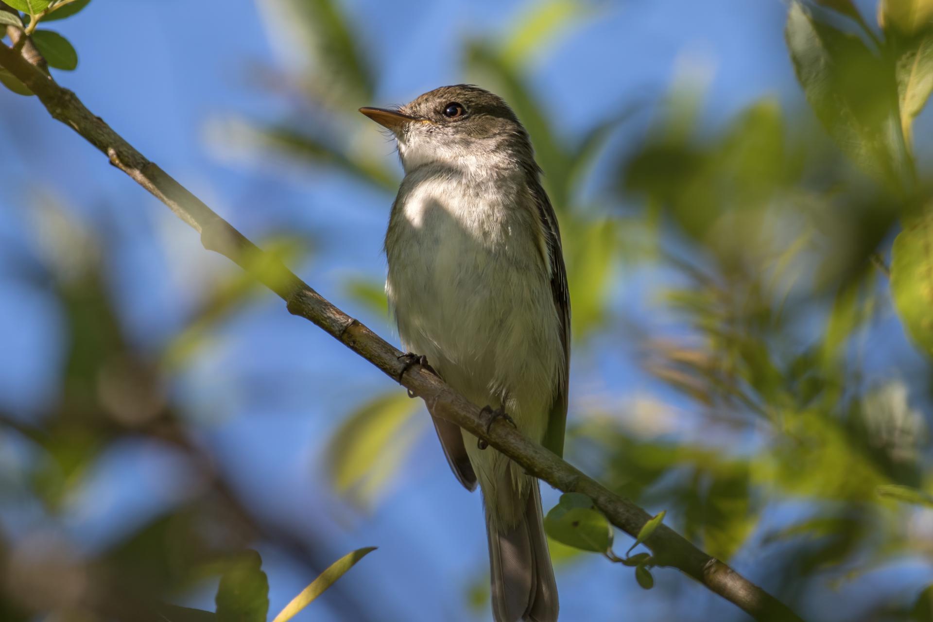 moucherolle-des-aulnes-alder-flycatcher