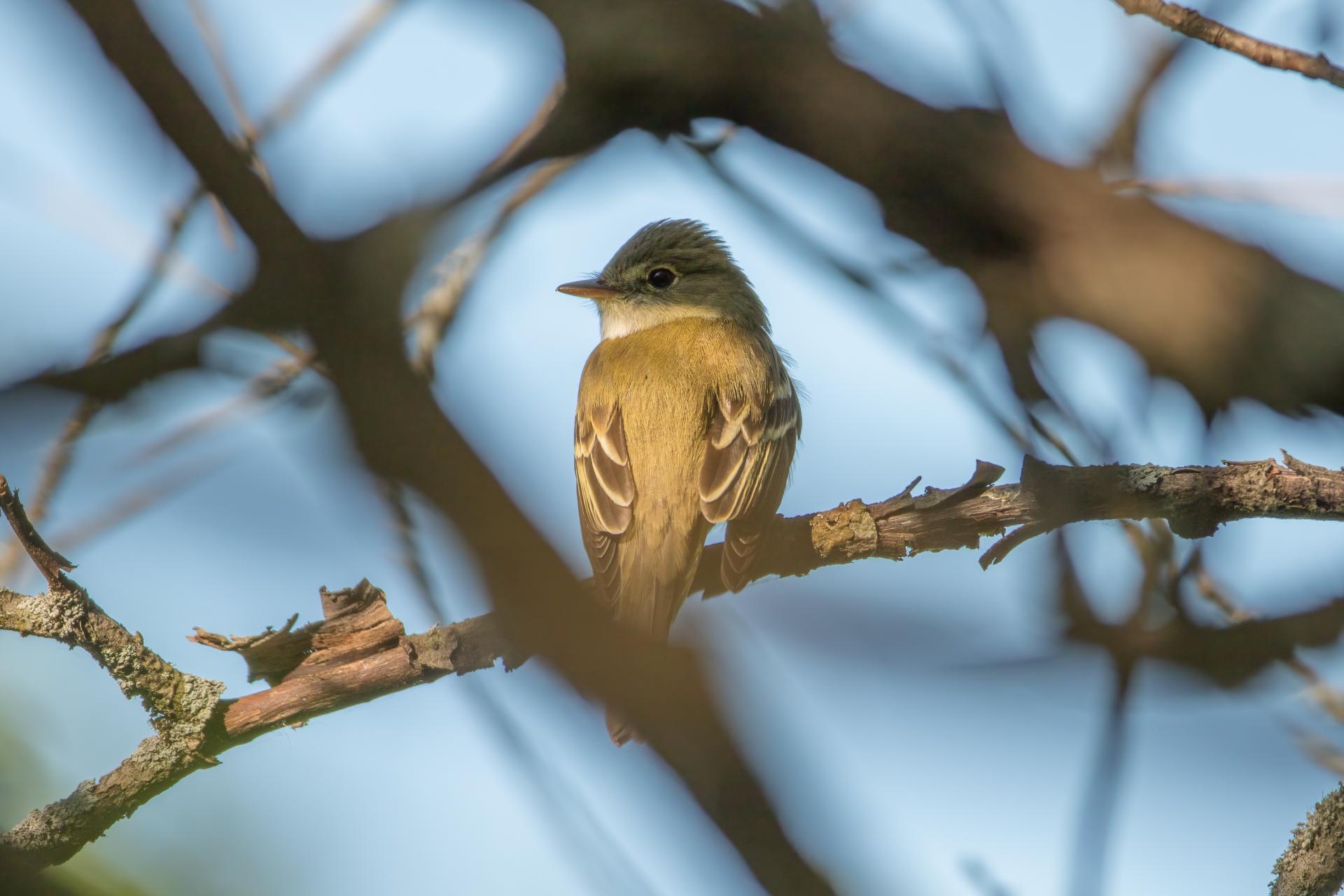 moucherolle-des-aulnes-alder-flycatcher