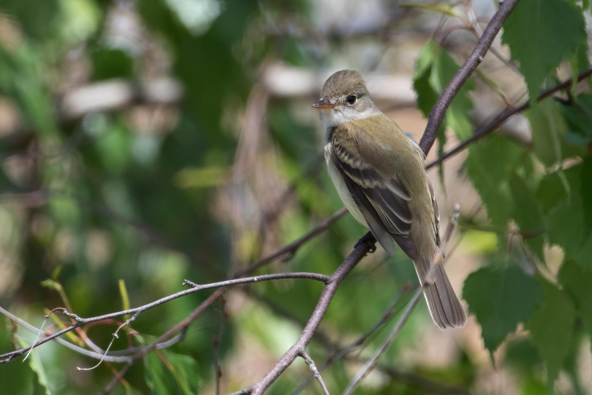 moucherolle-des-aulnes-alder-flycatcher