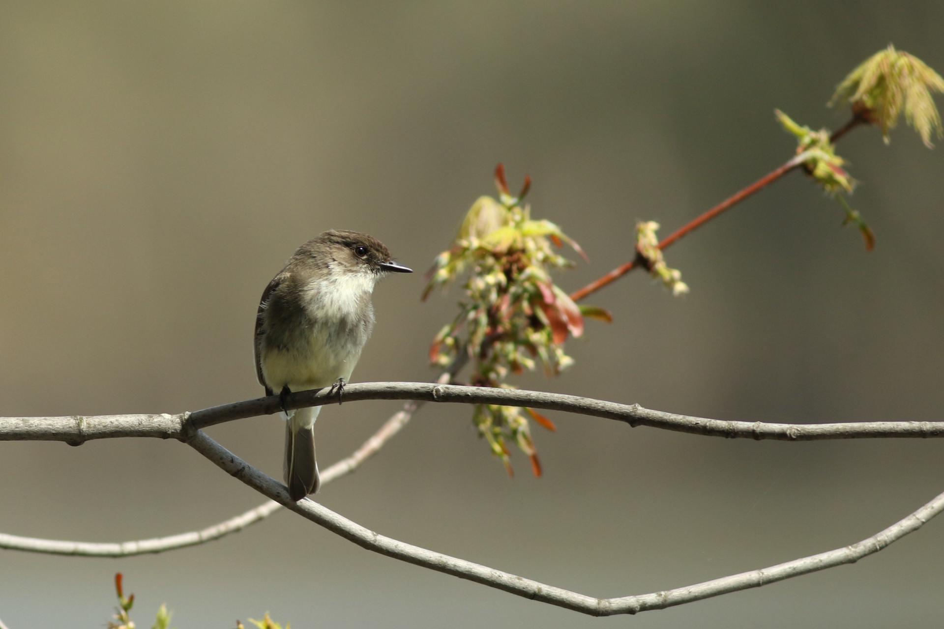 moucherolle-phebi-Eastern-phoebe