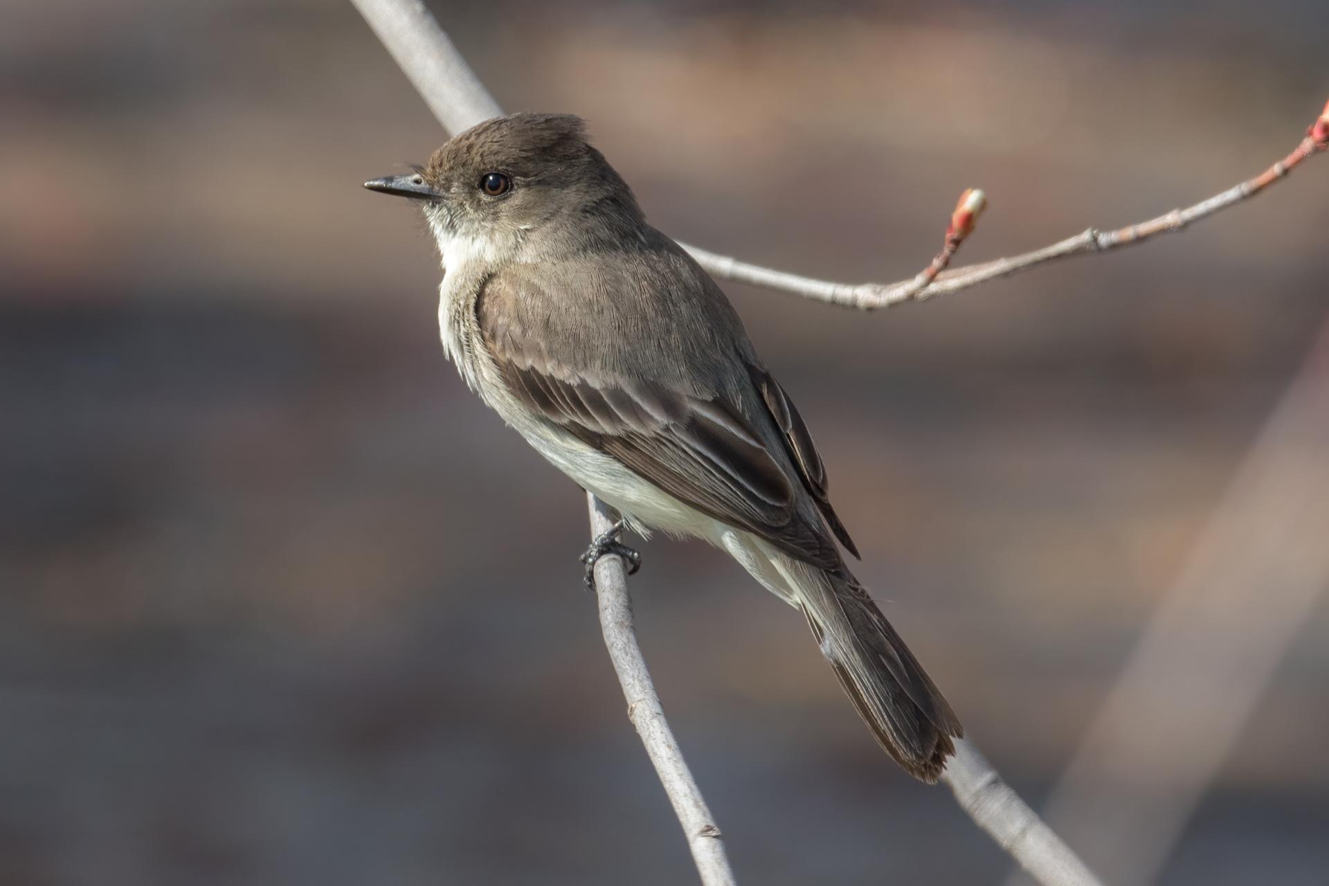 moucherolle-phebi-Eastern-phoebe