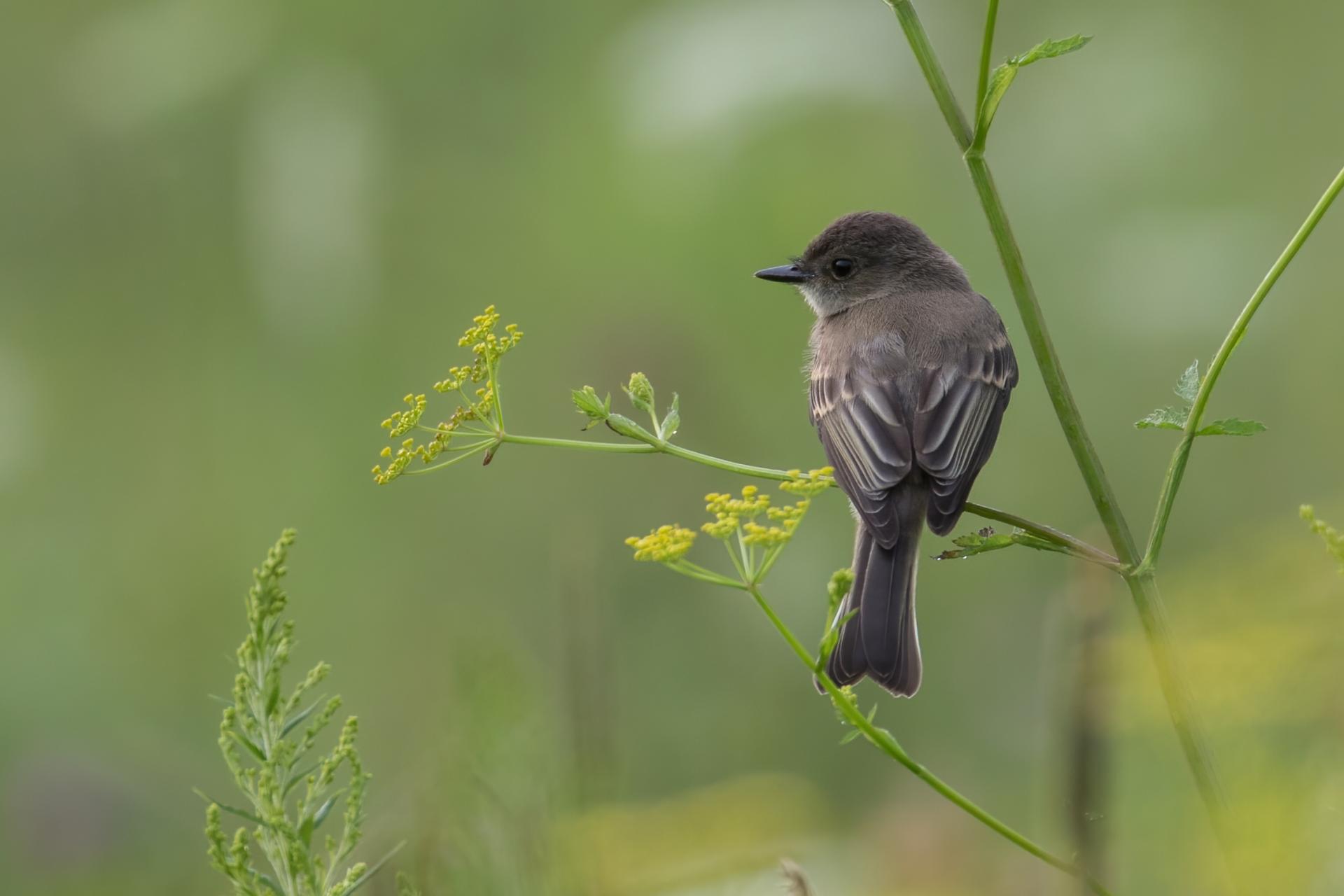 moucherolle-phebi-Eastern-phoebe