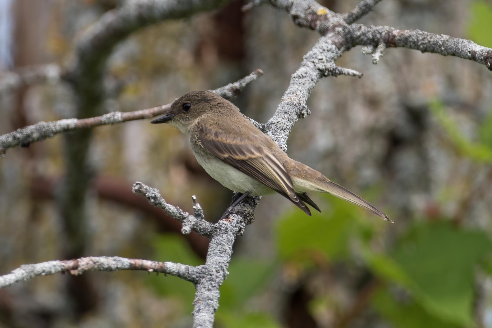 moucherolle-phebi-Eastern-phoebe
