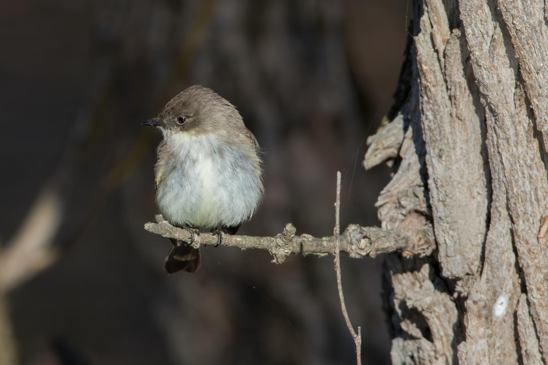 moucherolle-phebi-Eastern-phoebe