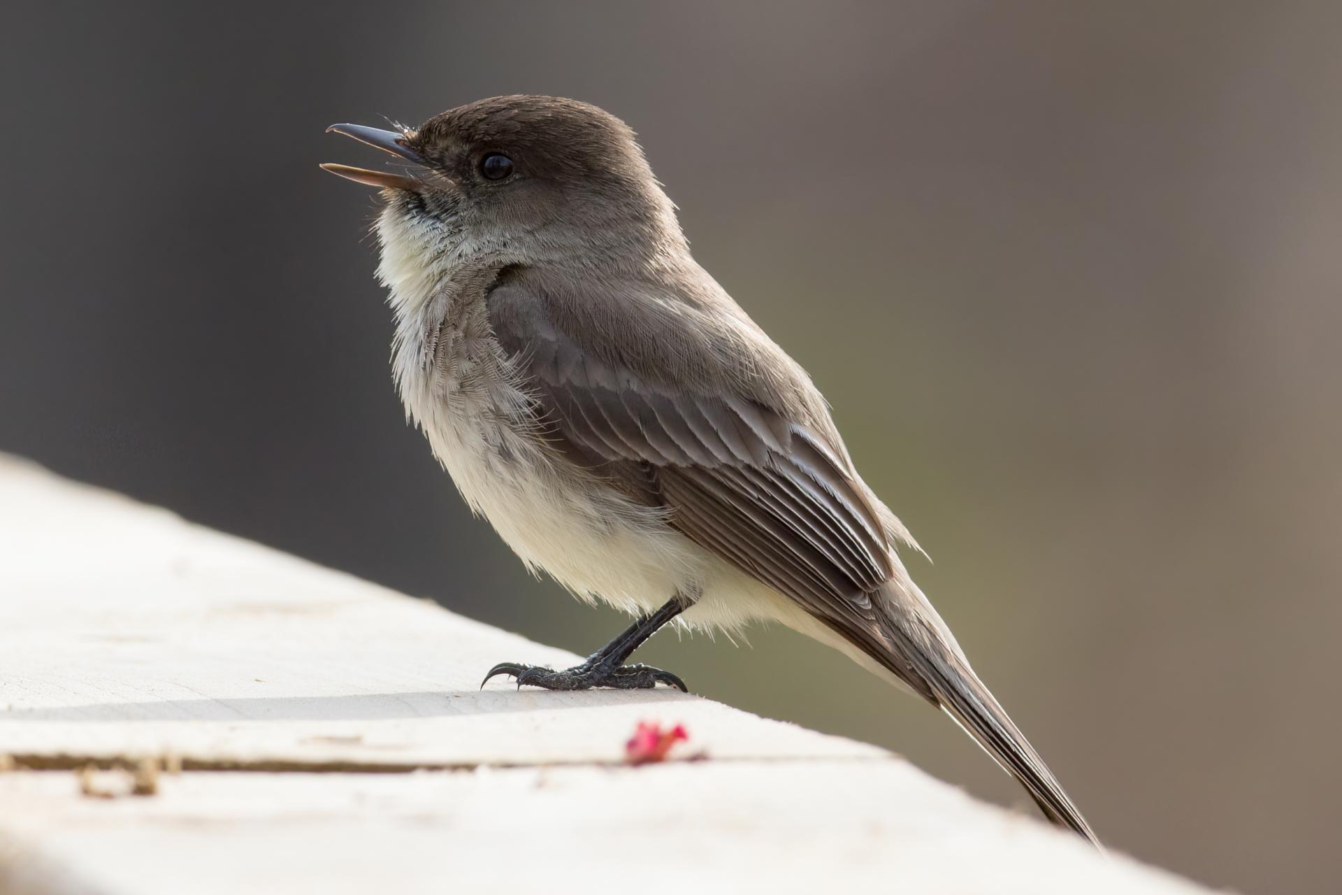 moucherolle-phebi-Eastern-phoebe