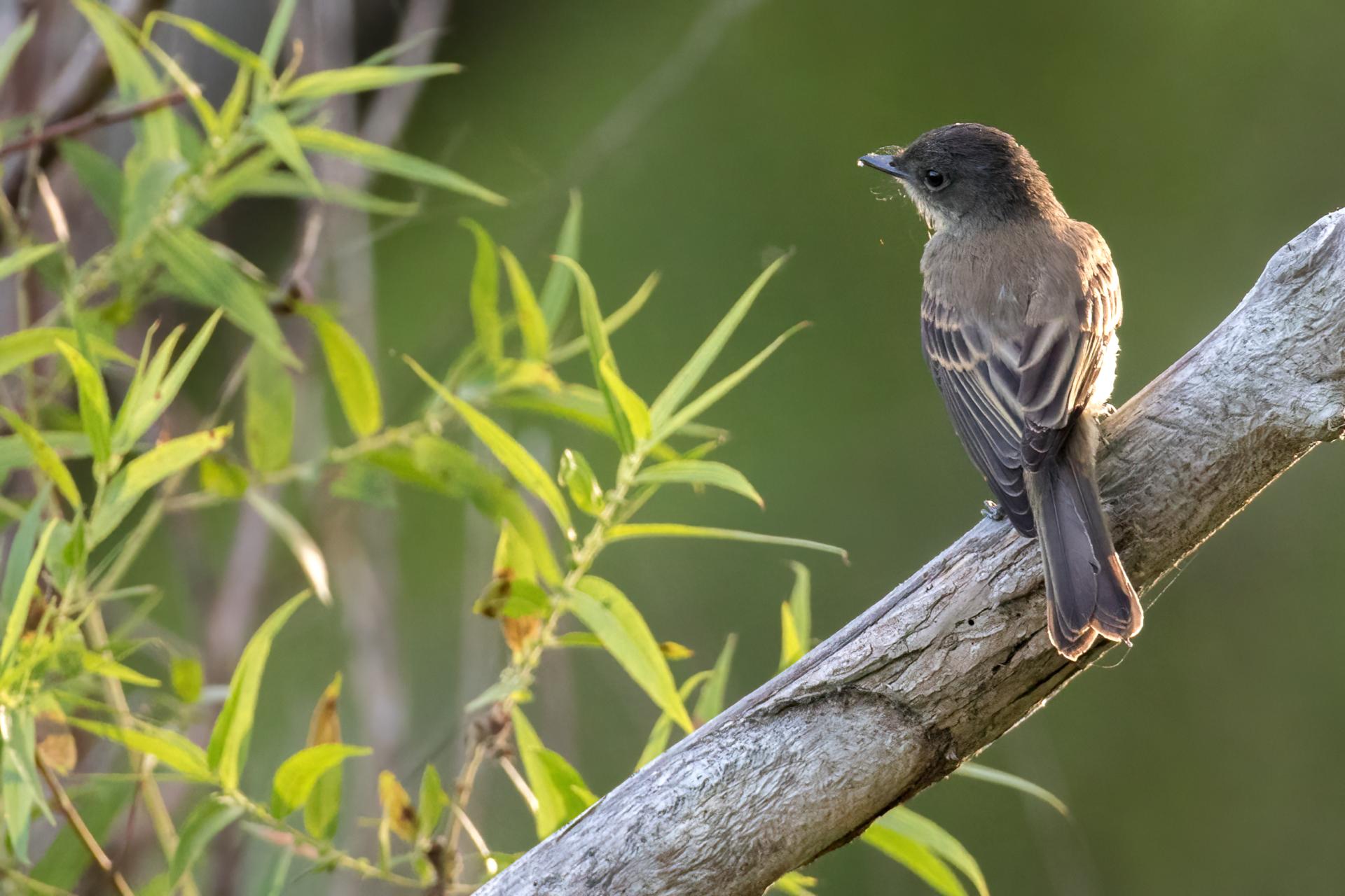 moucherolle-phebi-Eastern-phoebe