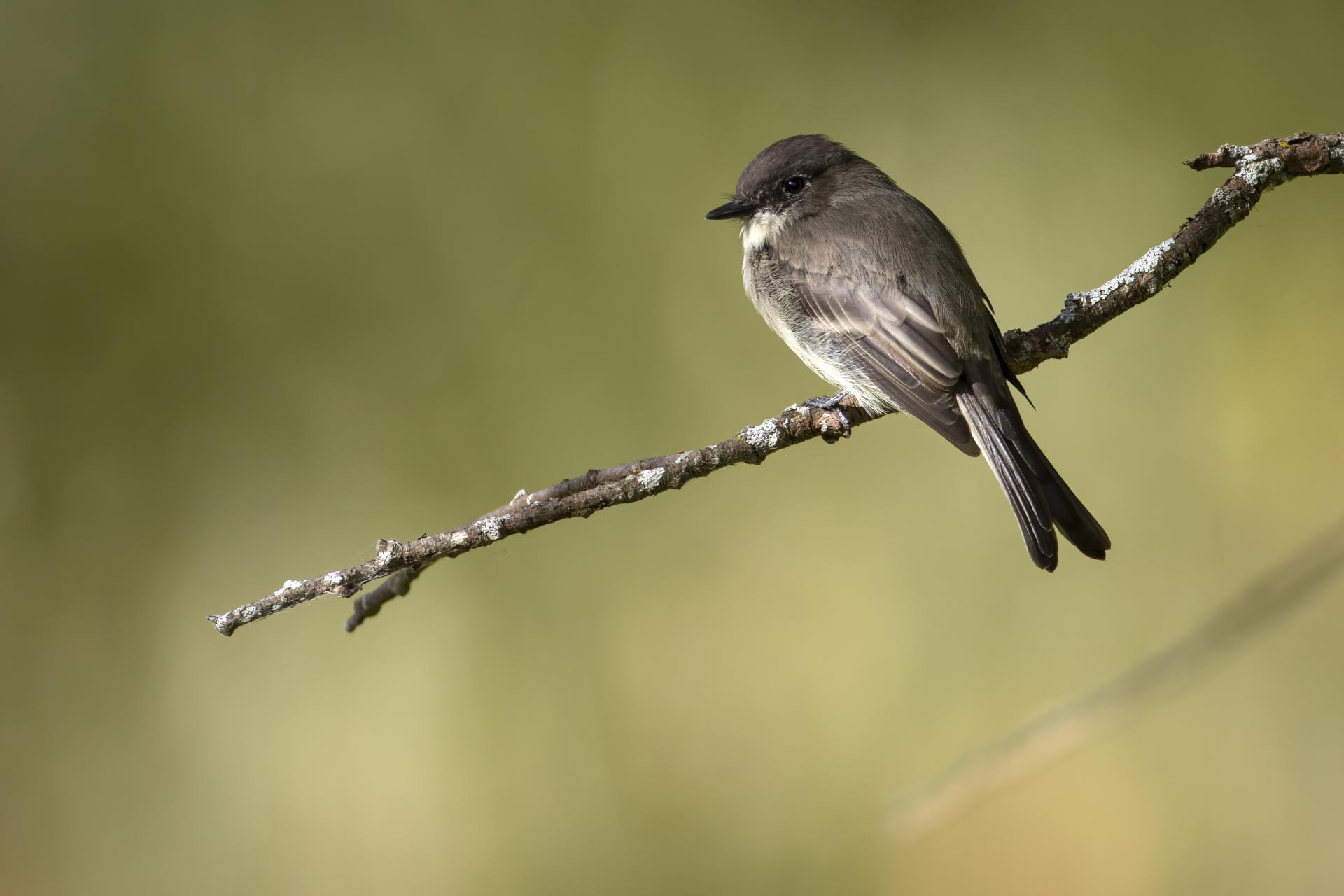 moucherolle-phebi-Eastern-phoebe