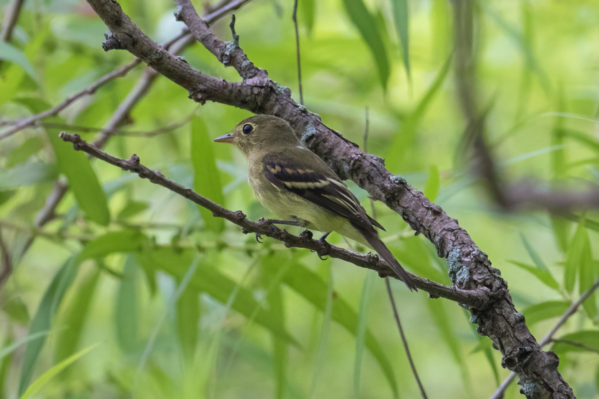 moucherolle-tchebec-least-flycatcher