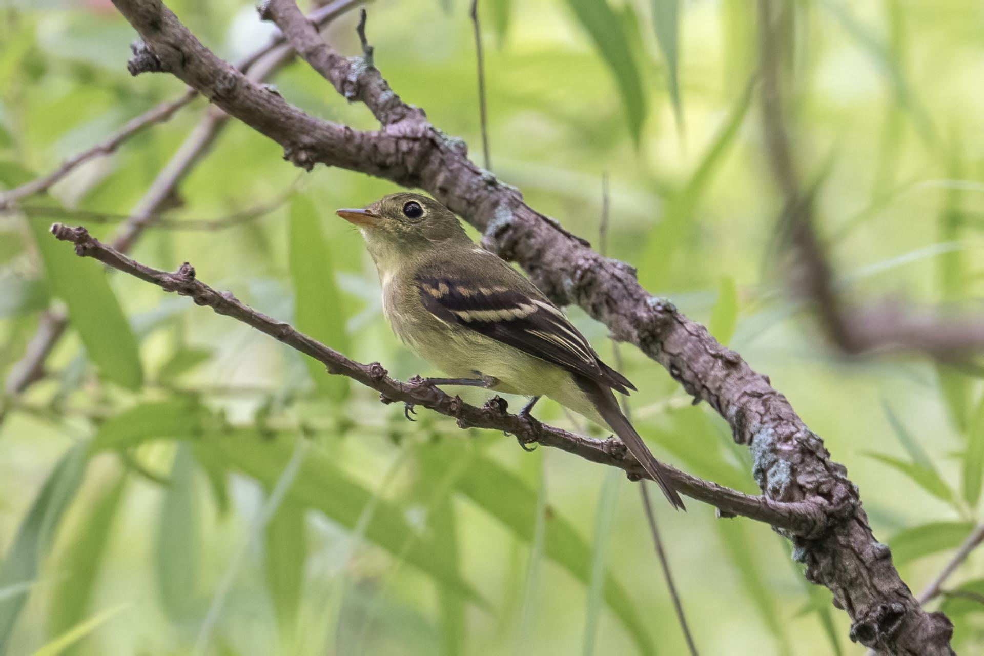 moucherolle-tchebec-least-flycatcher