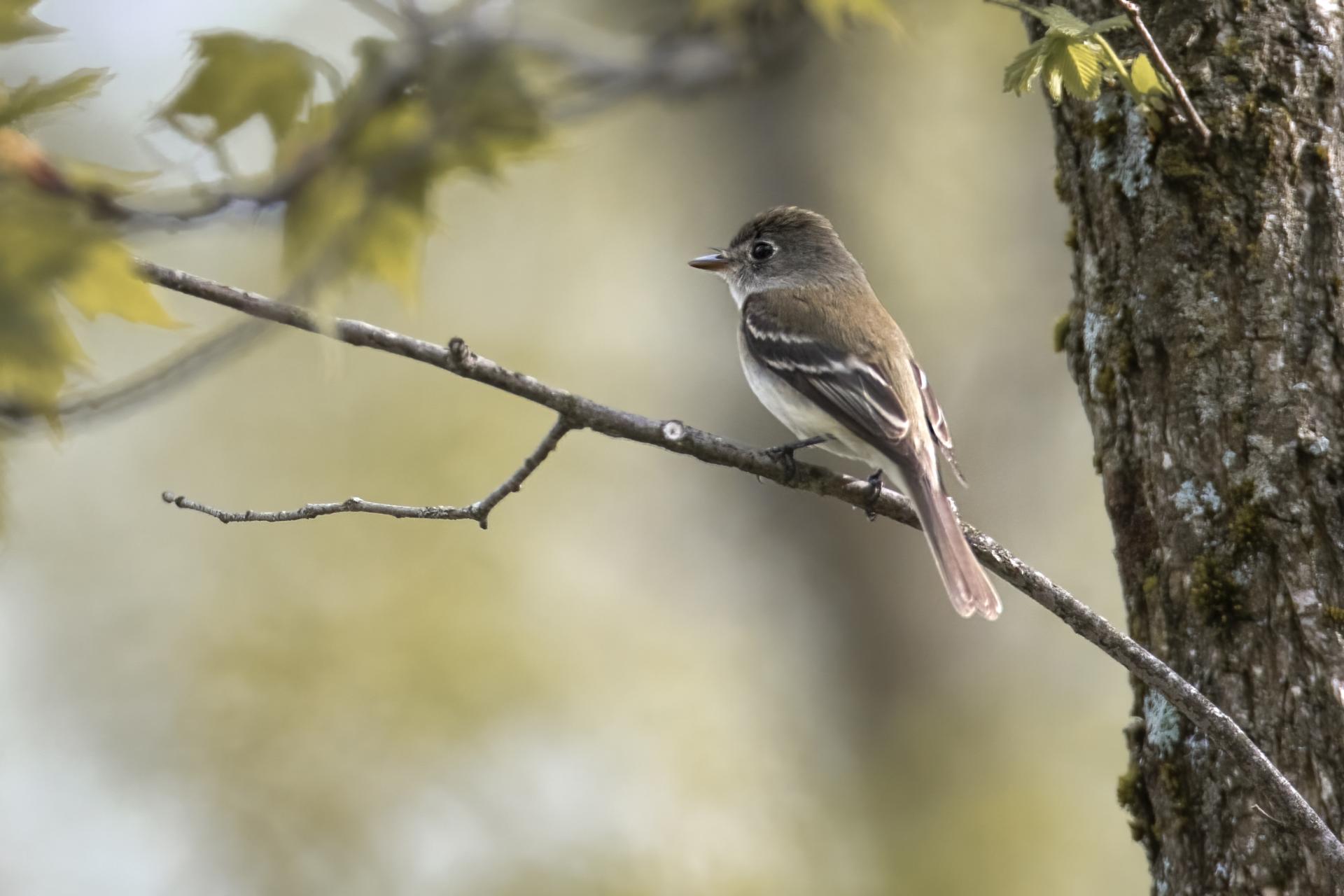 moucherolle-tchebec-least-flycatcher