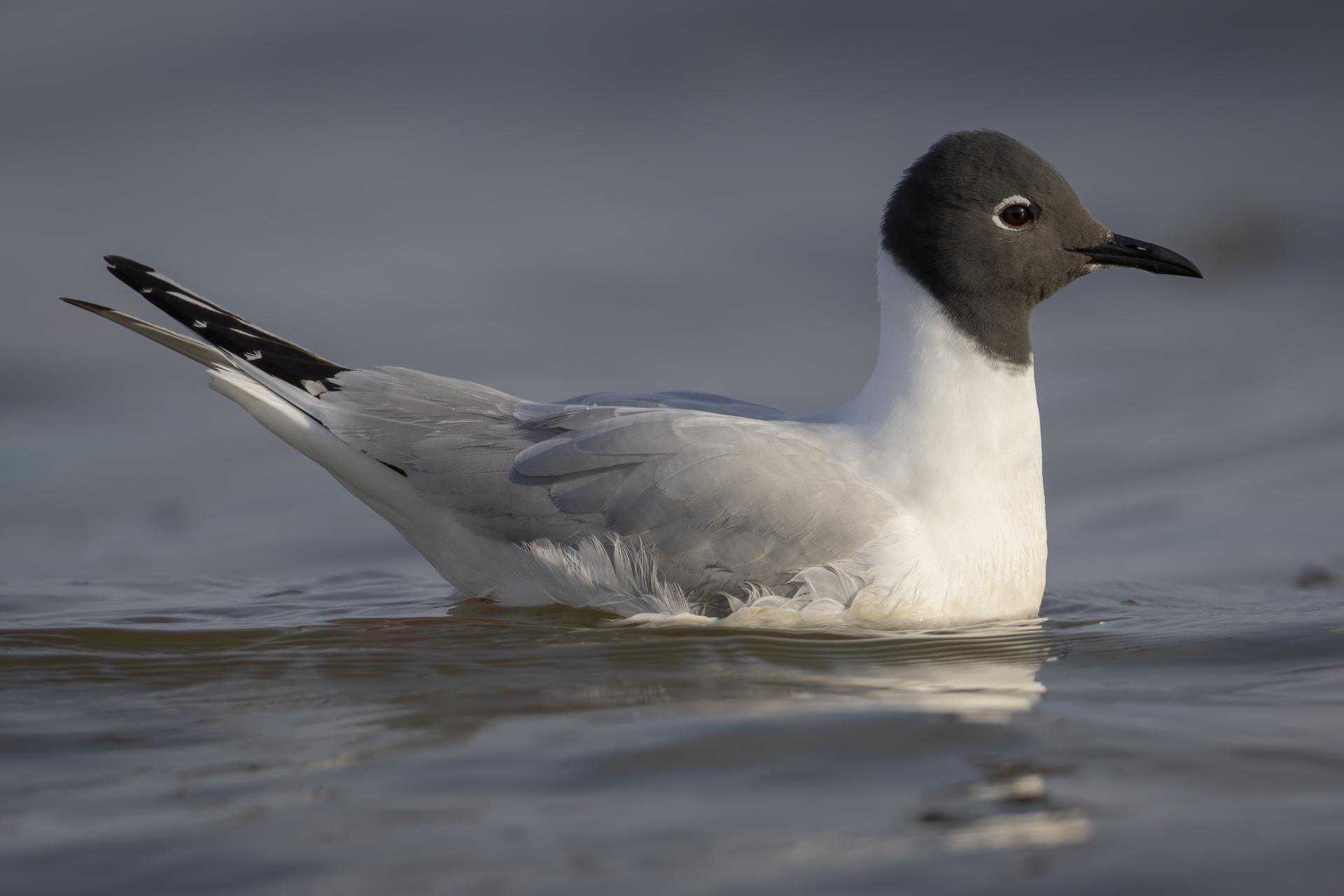 mouette-de-bonaparte-Bonaparte-s-gull