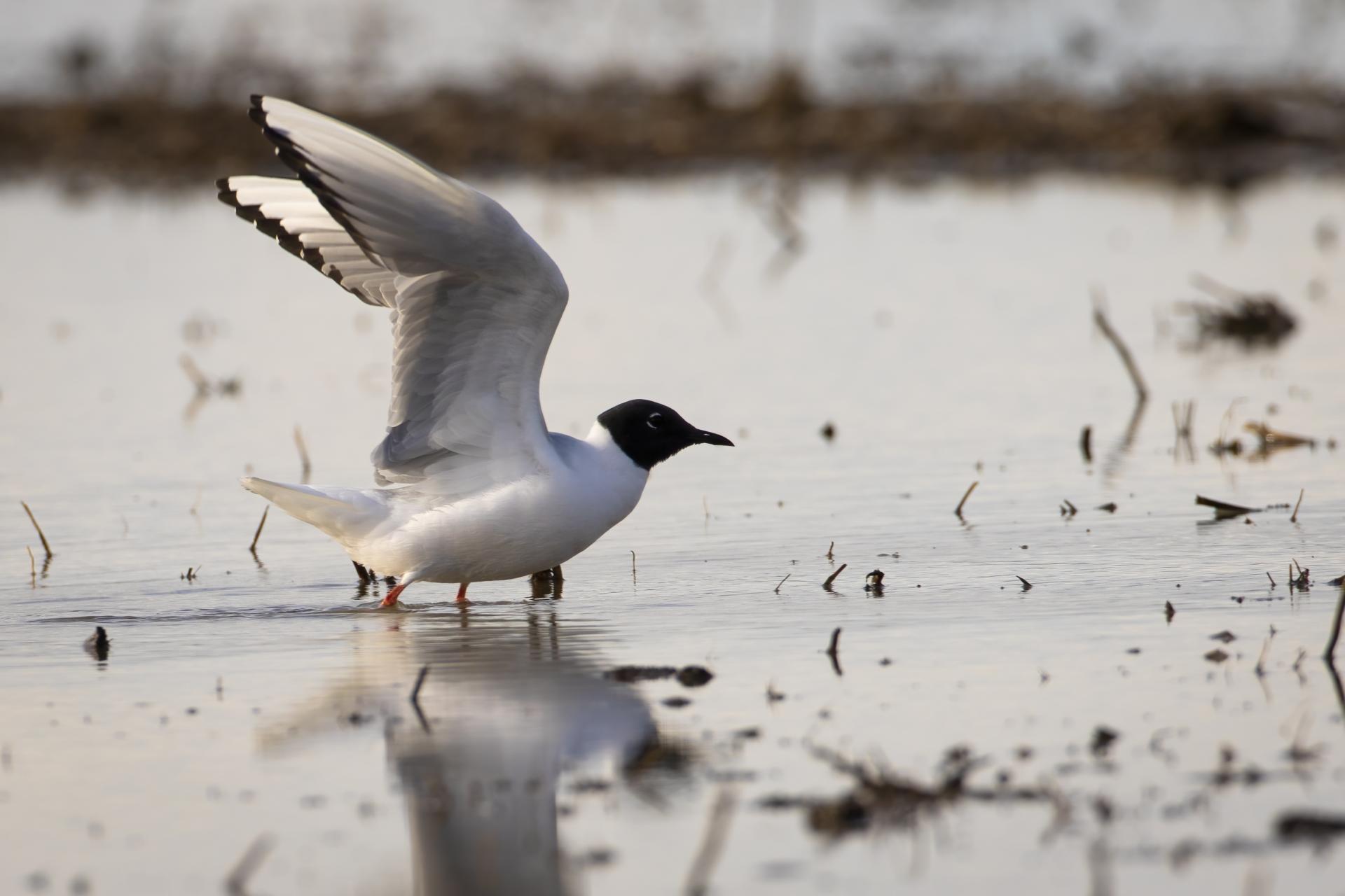 mouette-de-bonaparte-Bonaparte-s-gull
