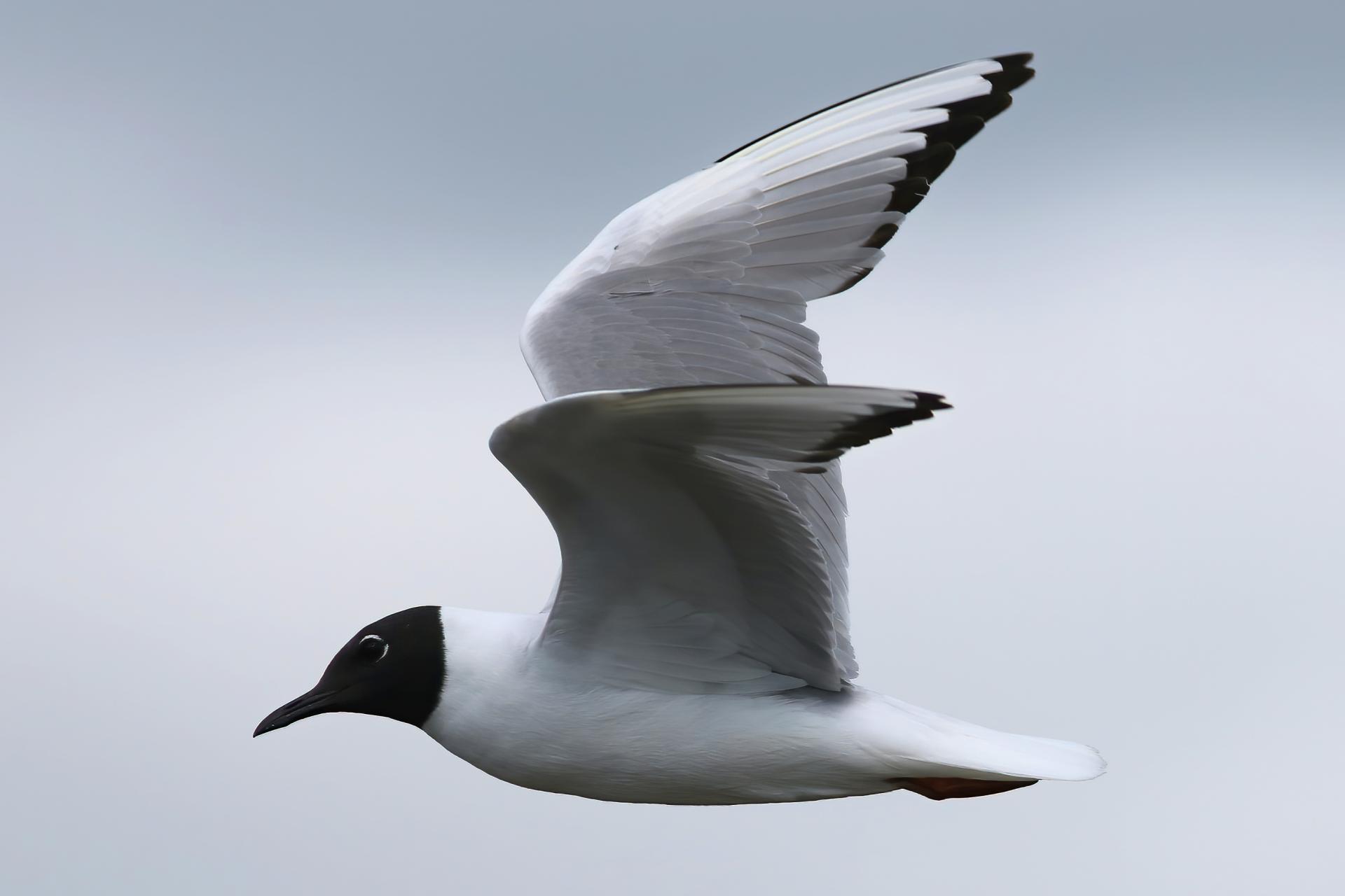 mouette-de-bonaparte-Bonaparte-s-gull