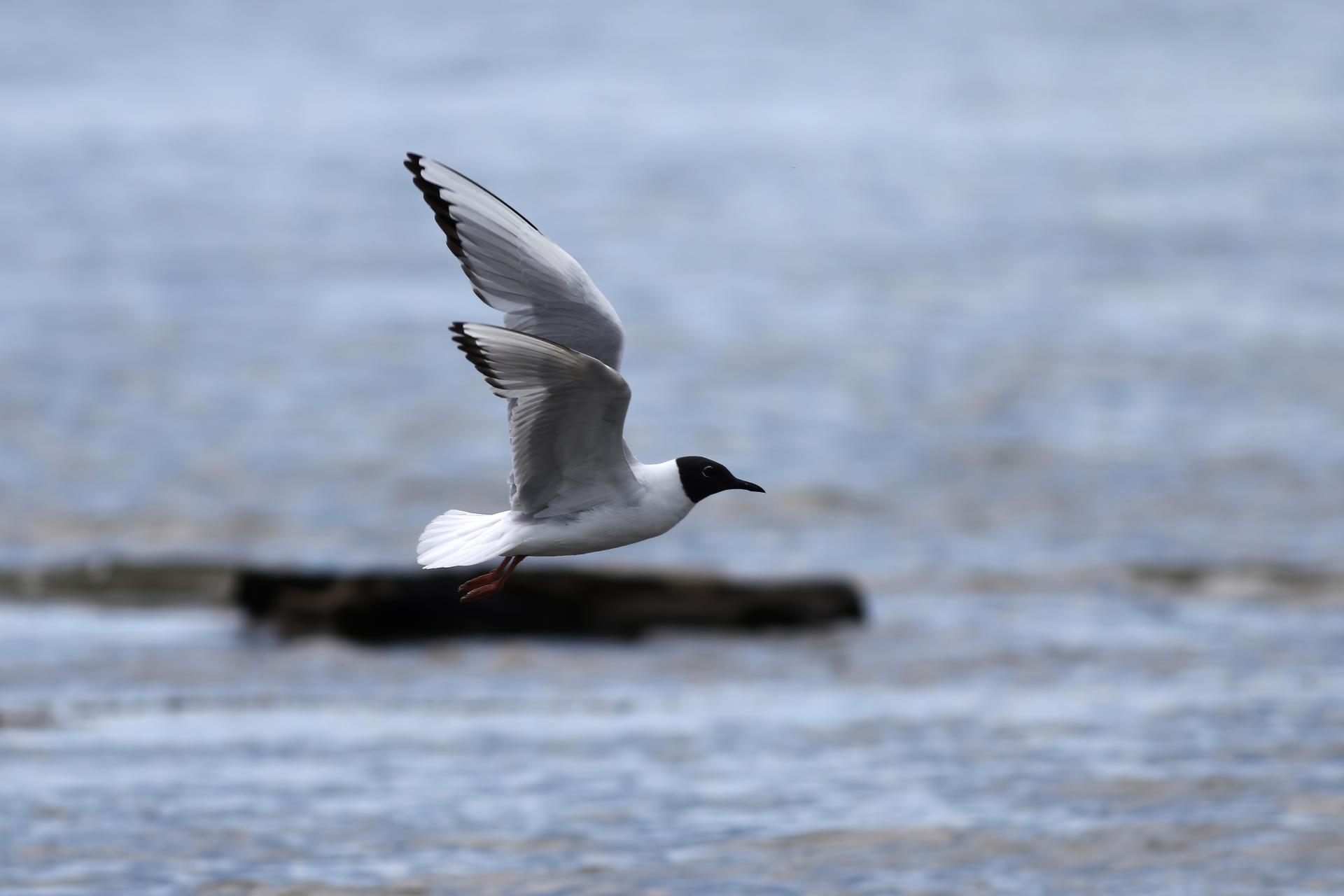 mouette-de-bonaparte-Bonaparte-s-gull