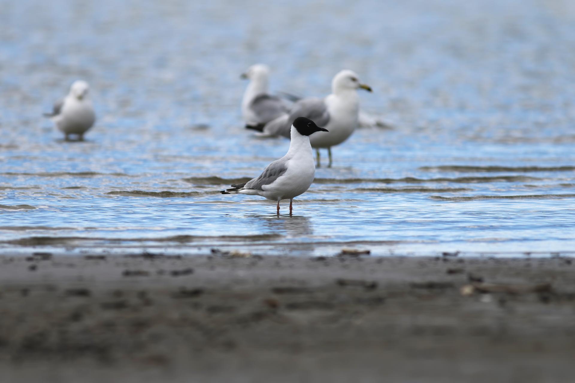 mouette-de-bonaparte-Bonaparte-s-gull