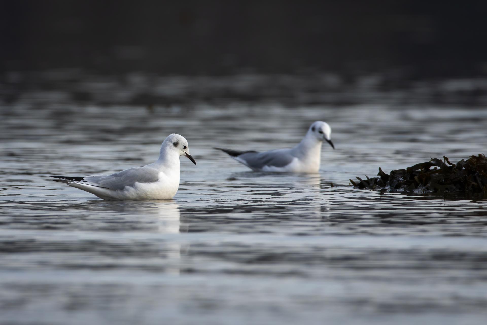 mouette-de-bonaparte-Bonaparte-s-gull