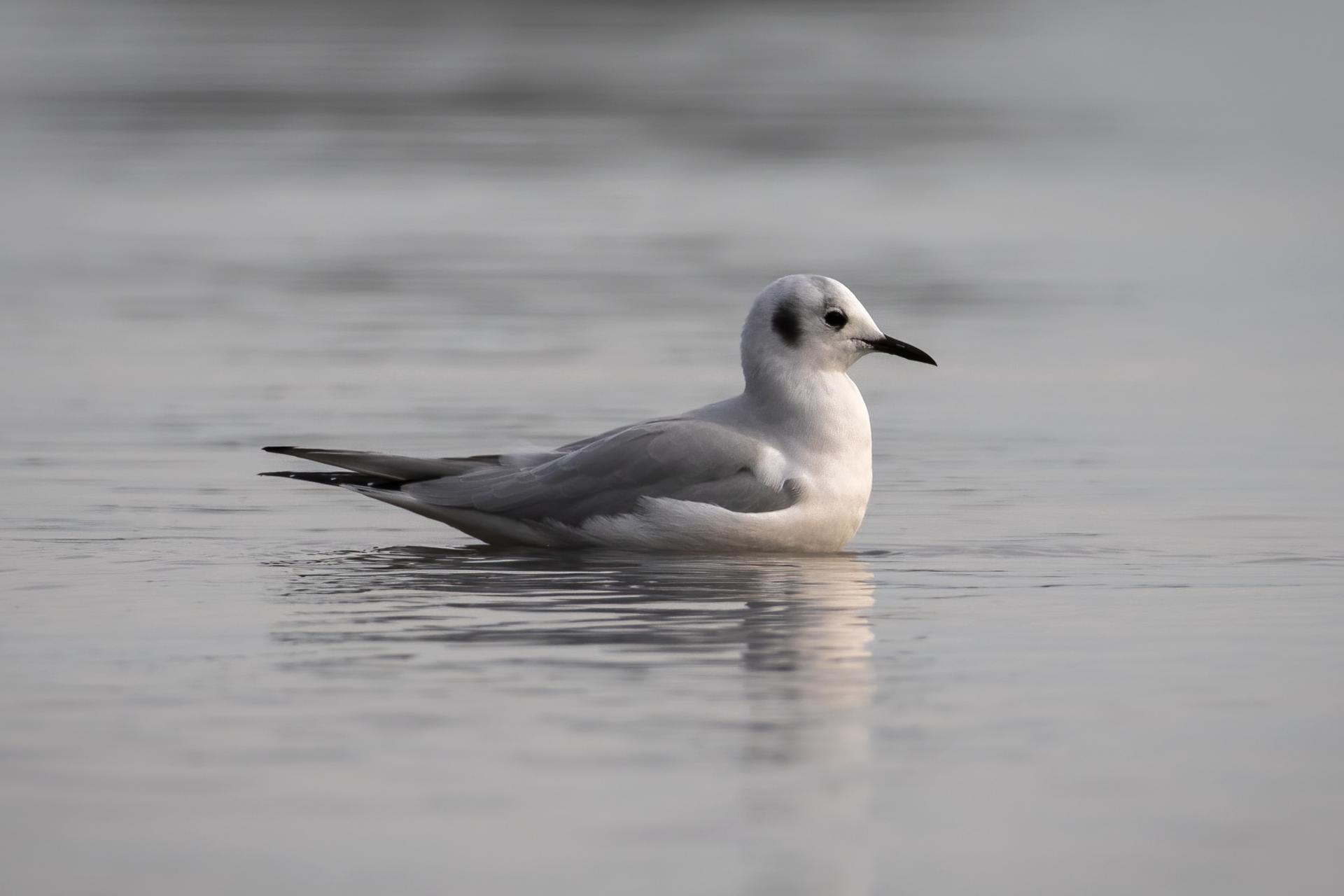 mouette-de-bonaparte-Bonaparte-s-gull