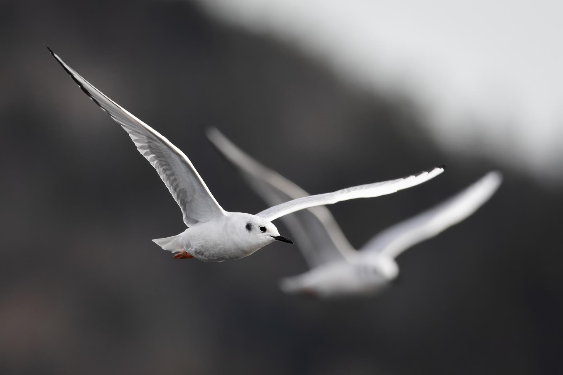 mouette-de-bonaparte-Bonaparte-s-gull