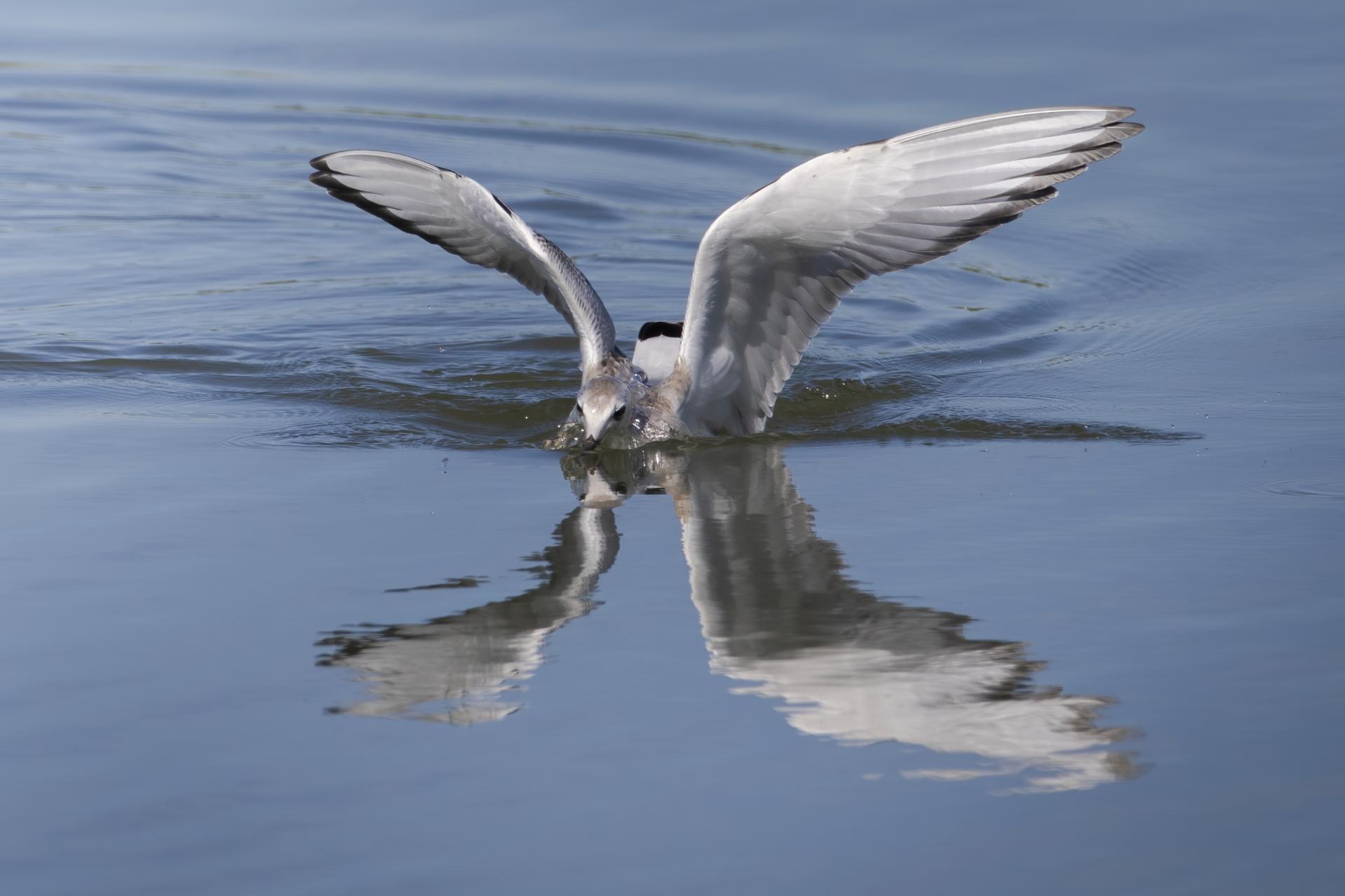 mouette-de-bonaparte-Bonaparte-s-gull