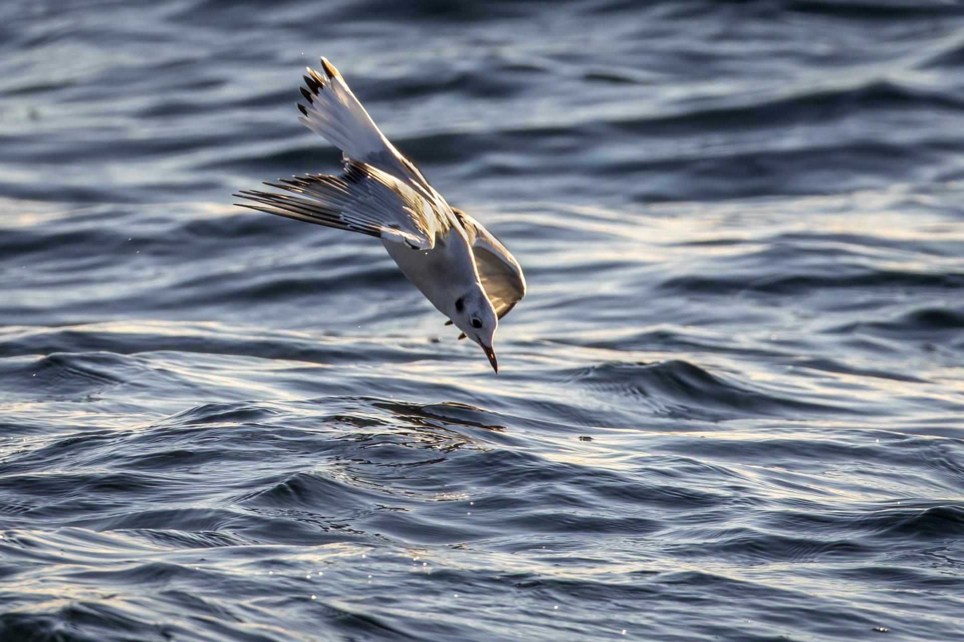 mouette-de-bonaparte-Bonaparte-s-gull