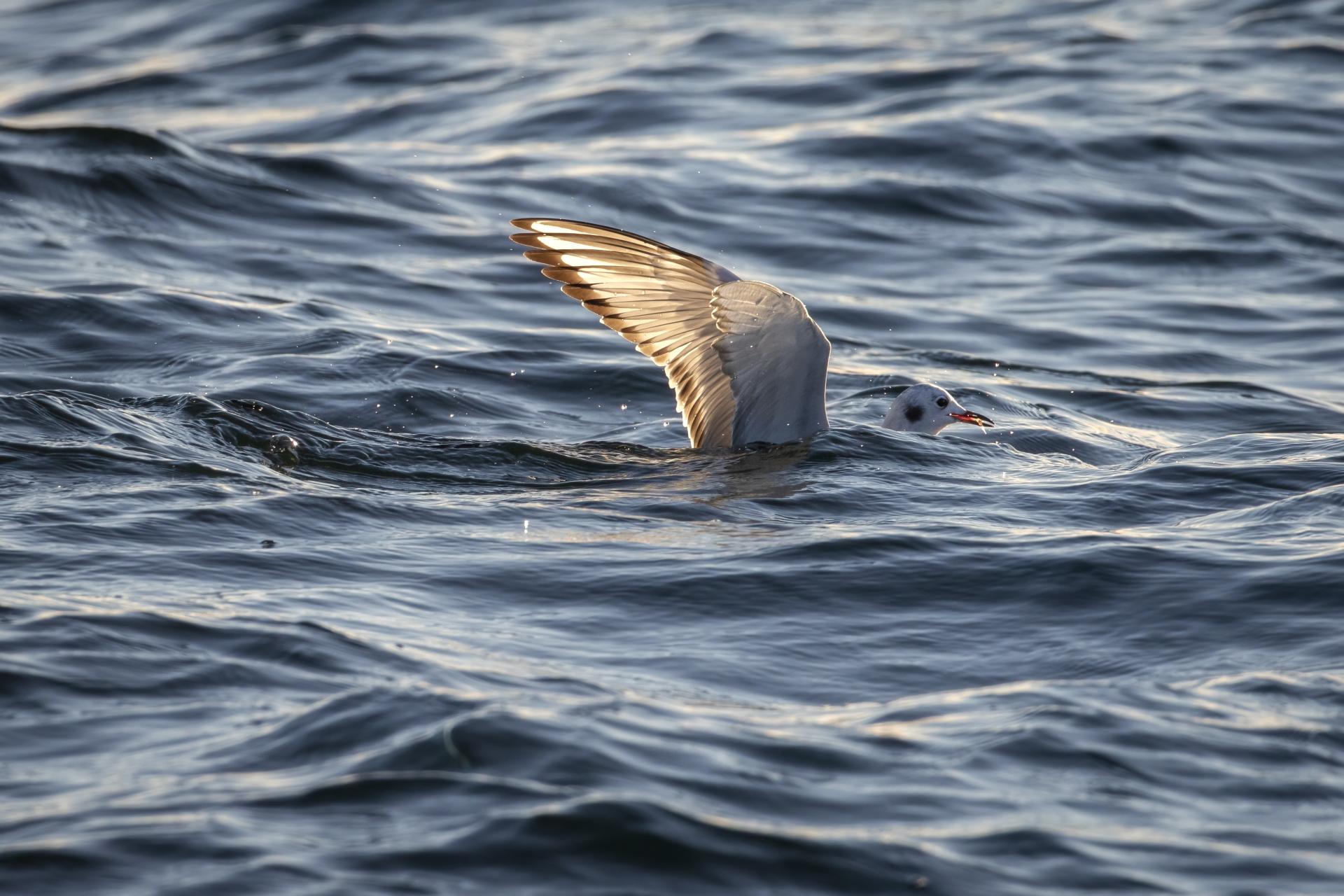 mouette-de-bonaparte-Bonaparte-s-gull