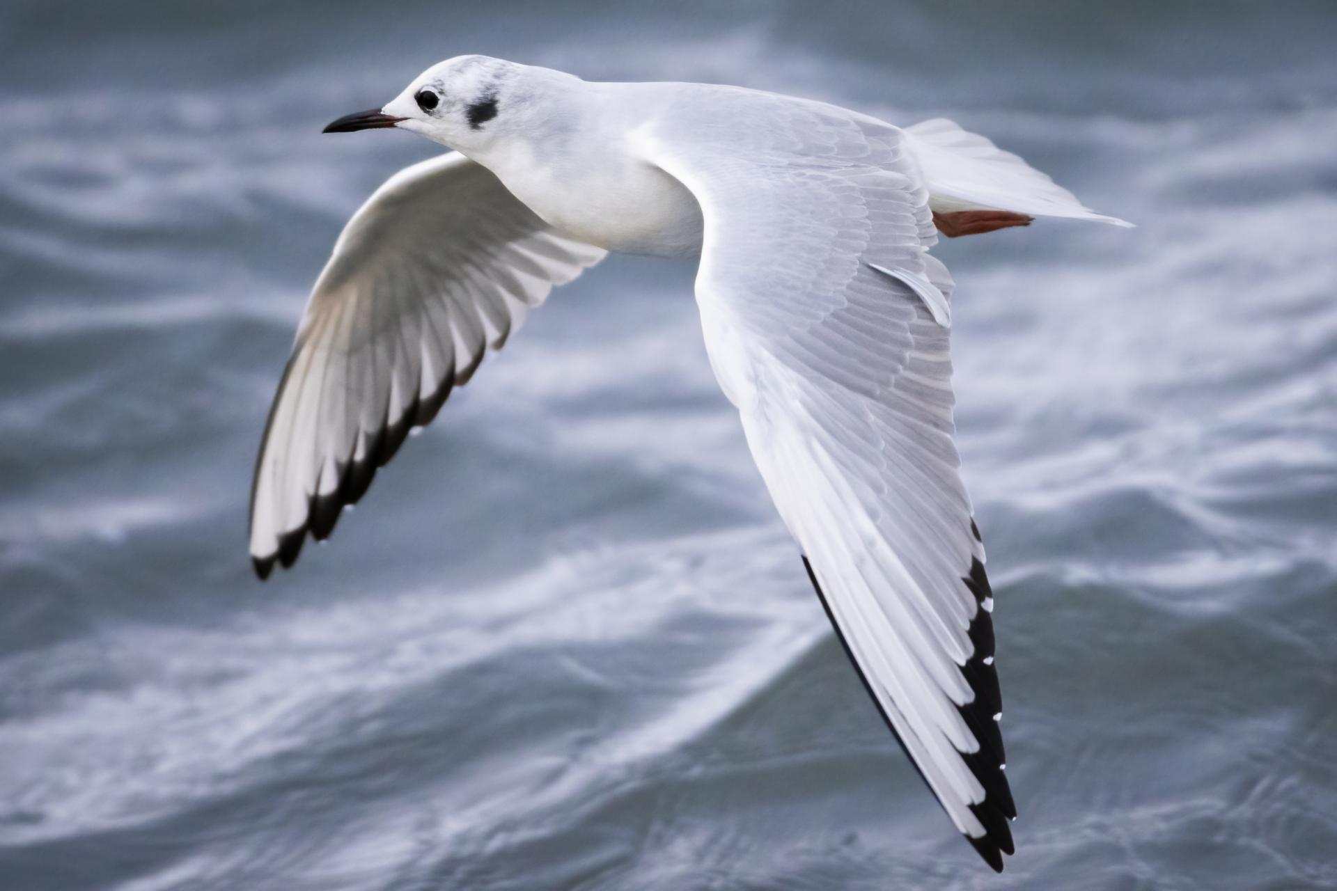 mouette-de-bonaparte-Bonaparte-s-gull