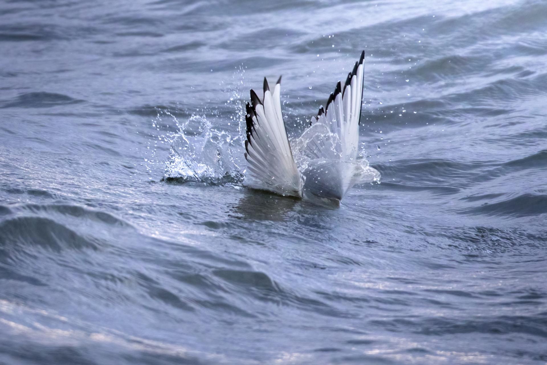 mouette-de-bonaparte-Bonaparte-s-gull
