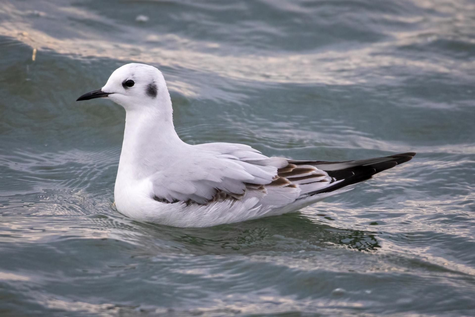 mouette-de-bonaparte-Bonaparte-s-gull
