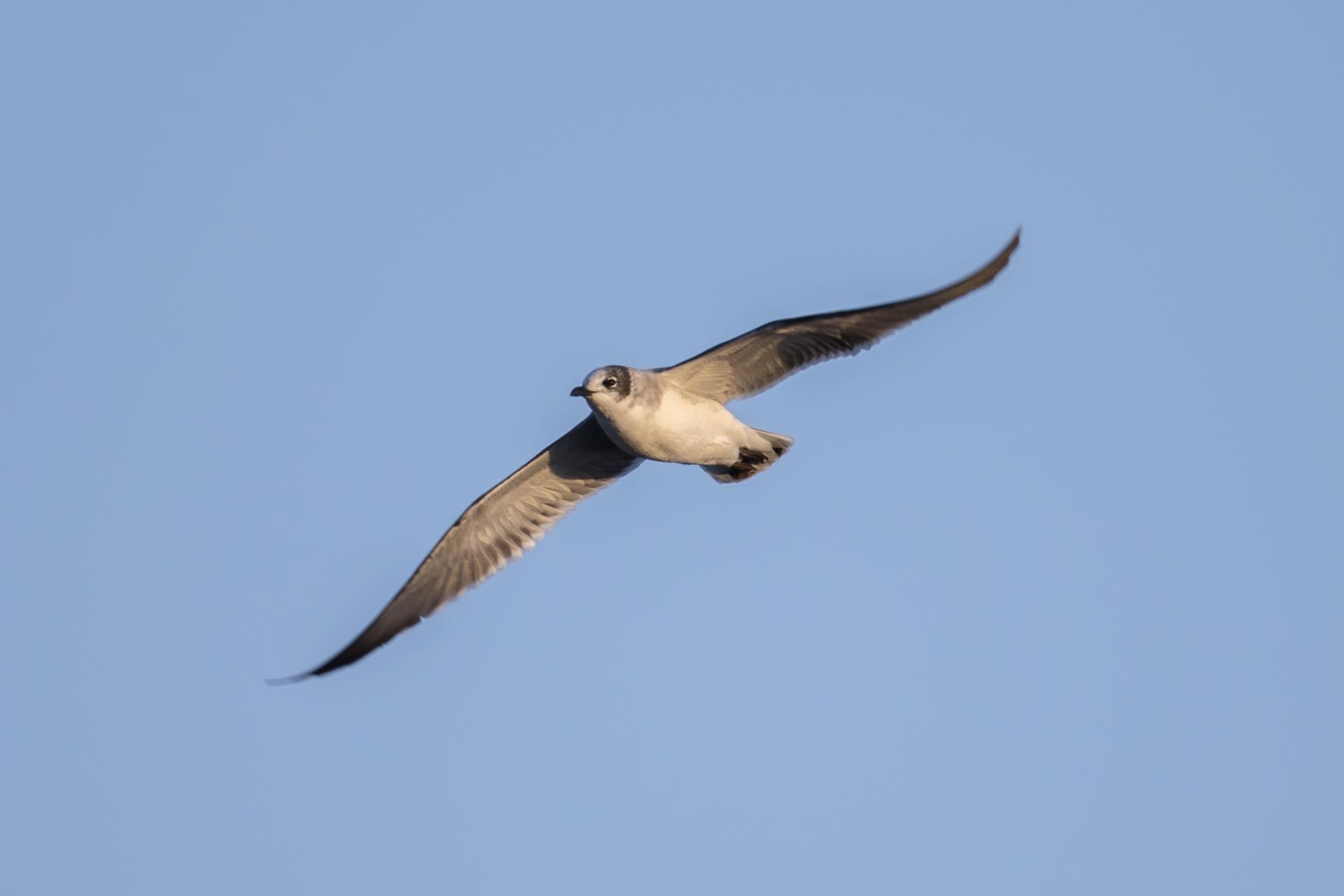 mouette-de-franklin-franklin-s-gull