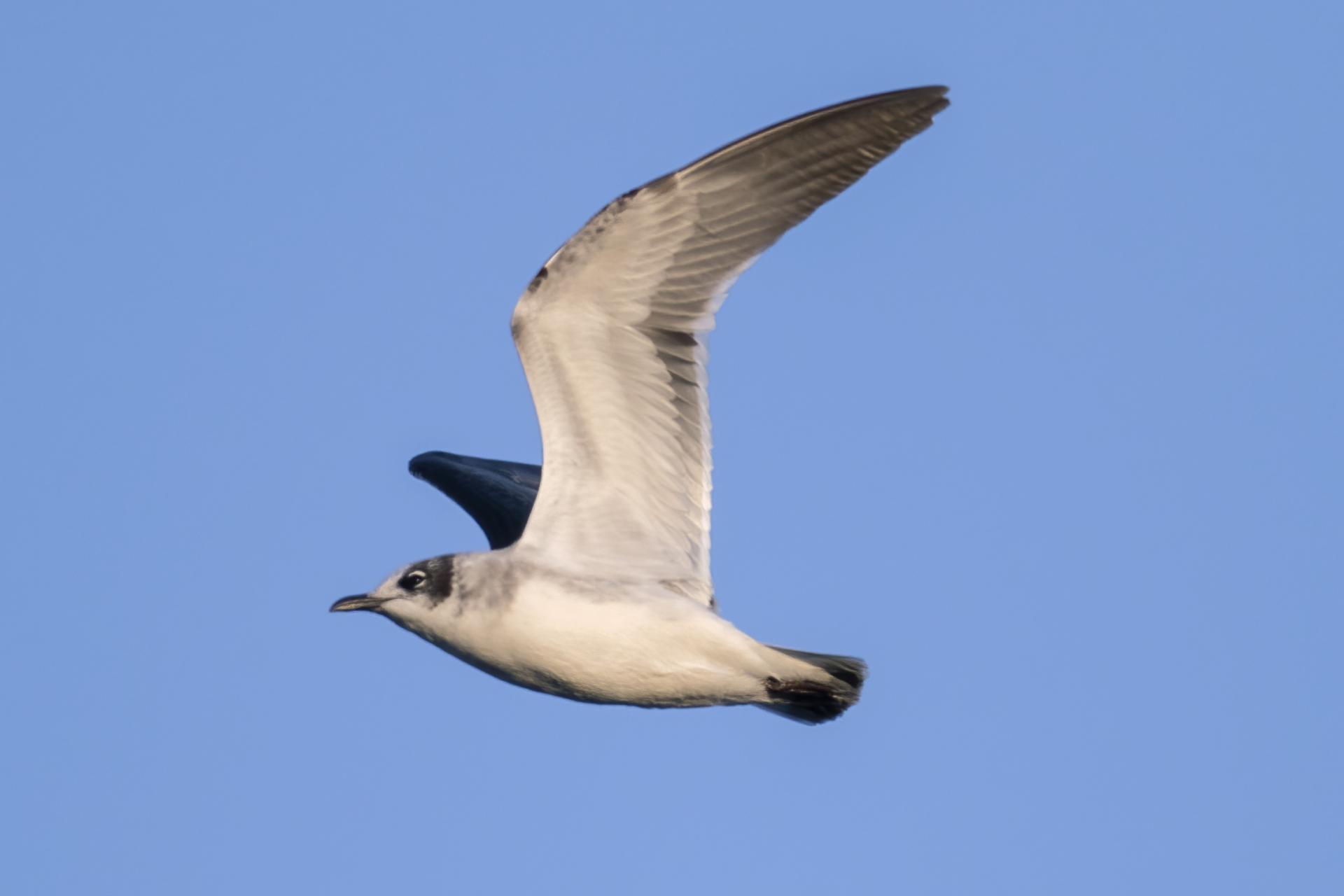 mouette-de-franklin-franklin-s-gull