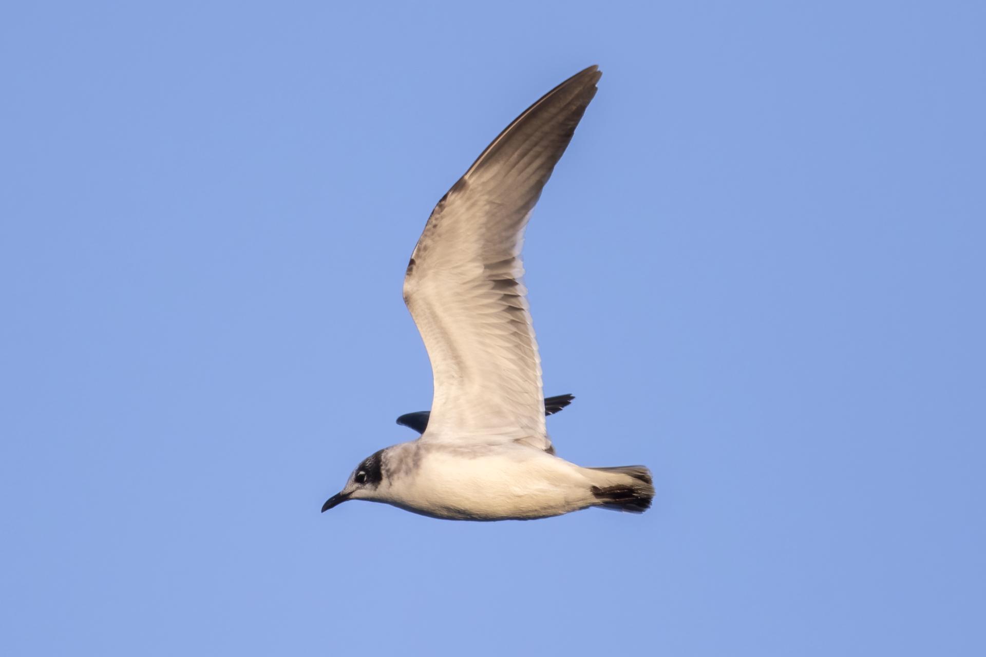 mouette-de-franklin-franklin-s-gull