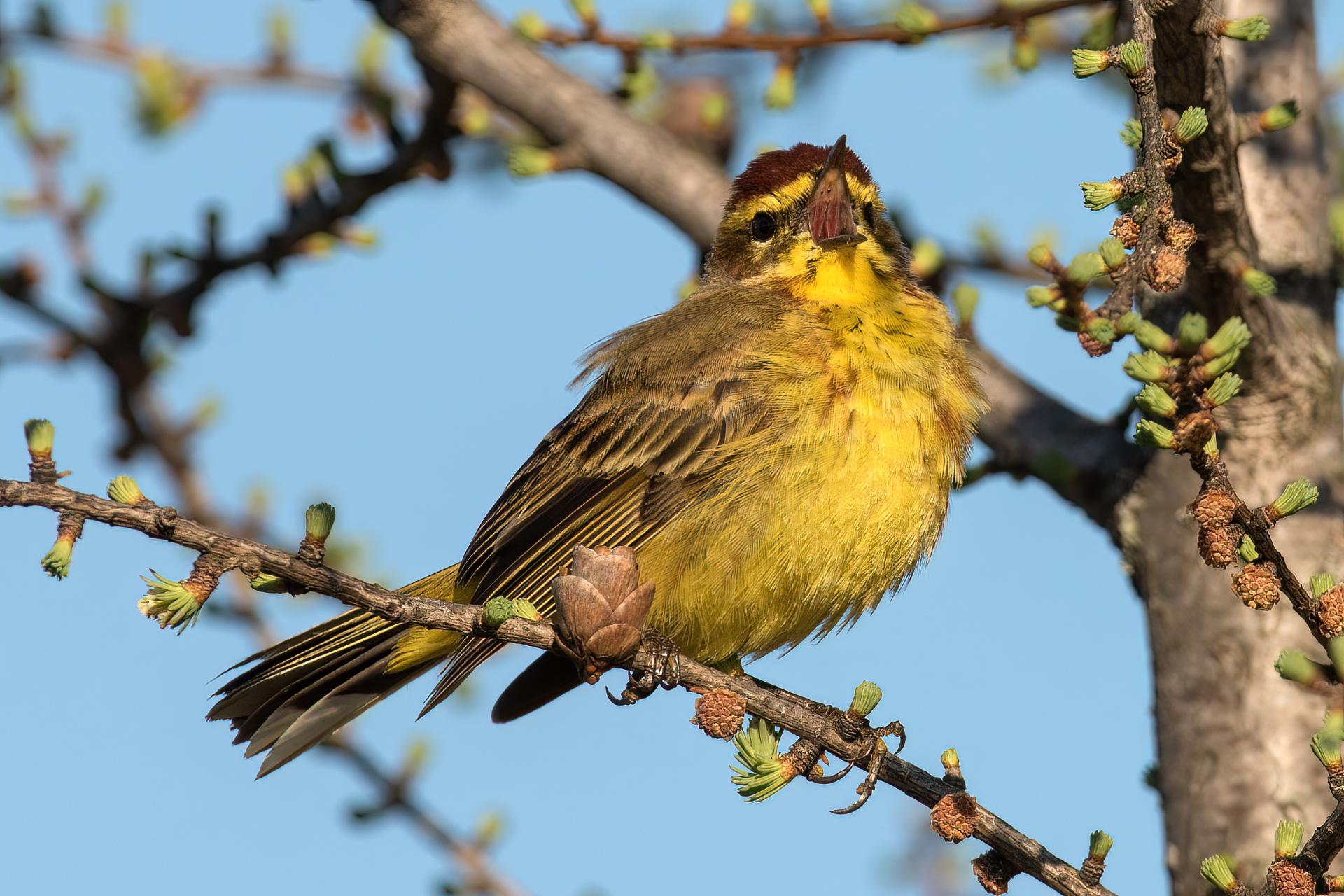 paruline-a-couronne-rousse-palm-warbler