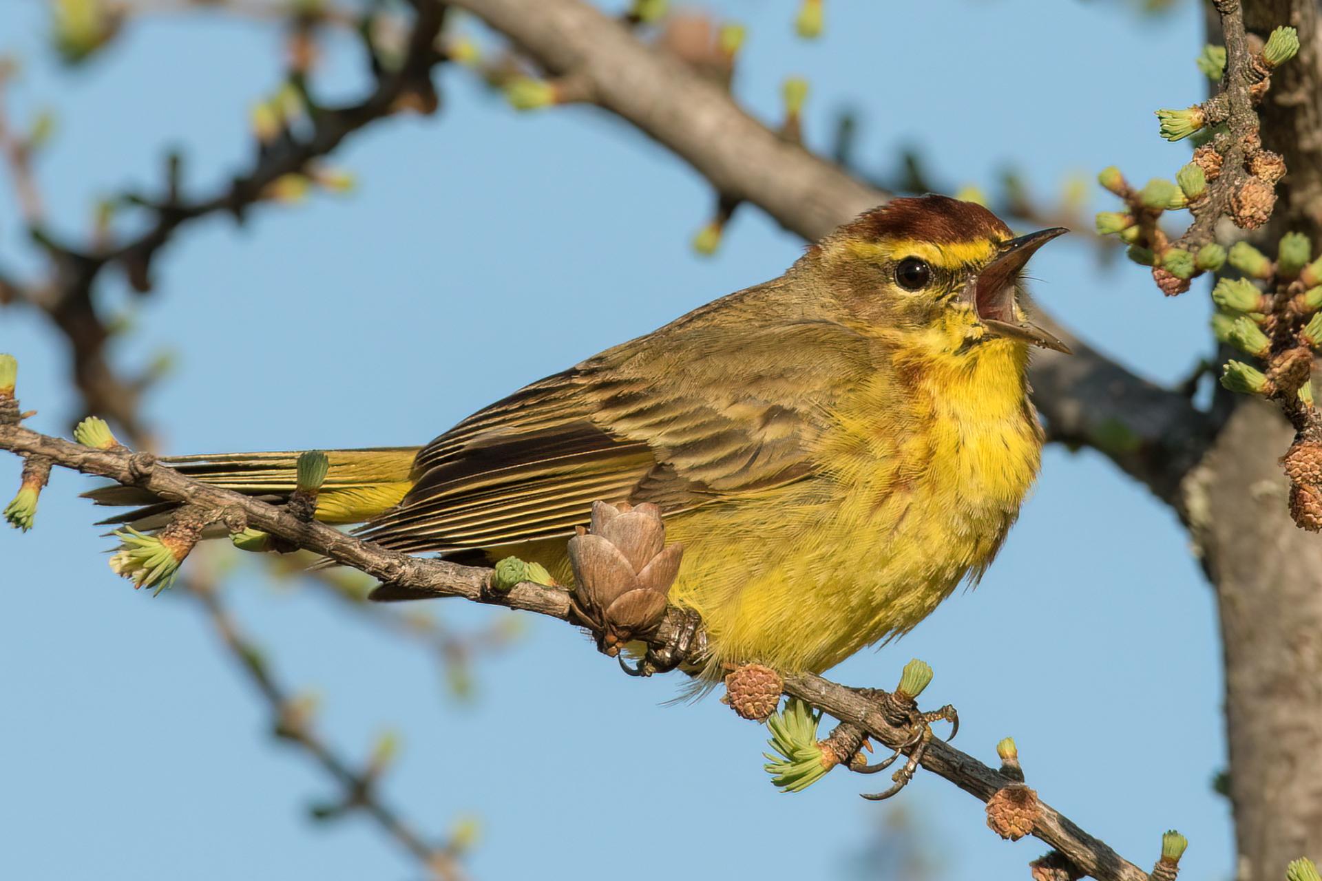 paruline-a-couronne-rousse-palm-warbler