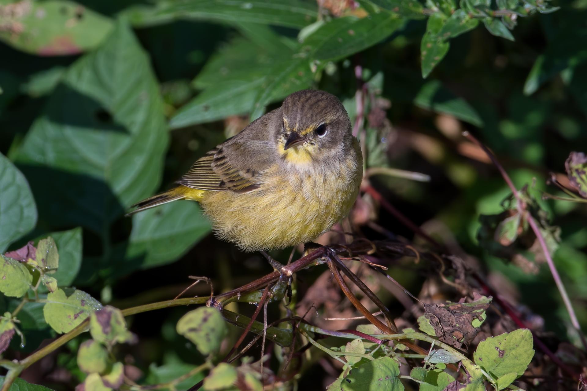 paruline-a-couronne-rousse-palm-warbler