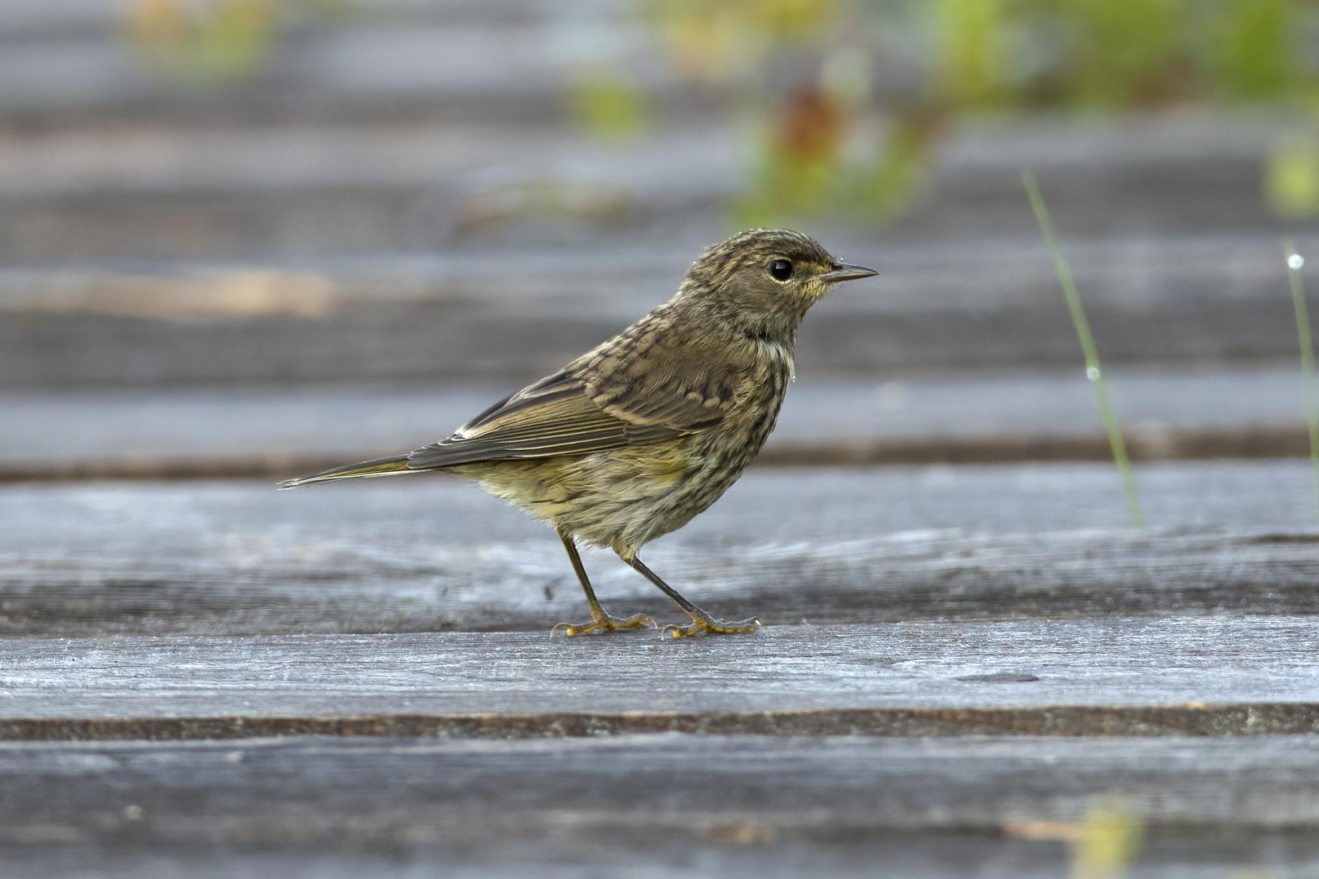 paruline-a-couronne-rousse-palm-warbler