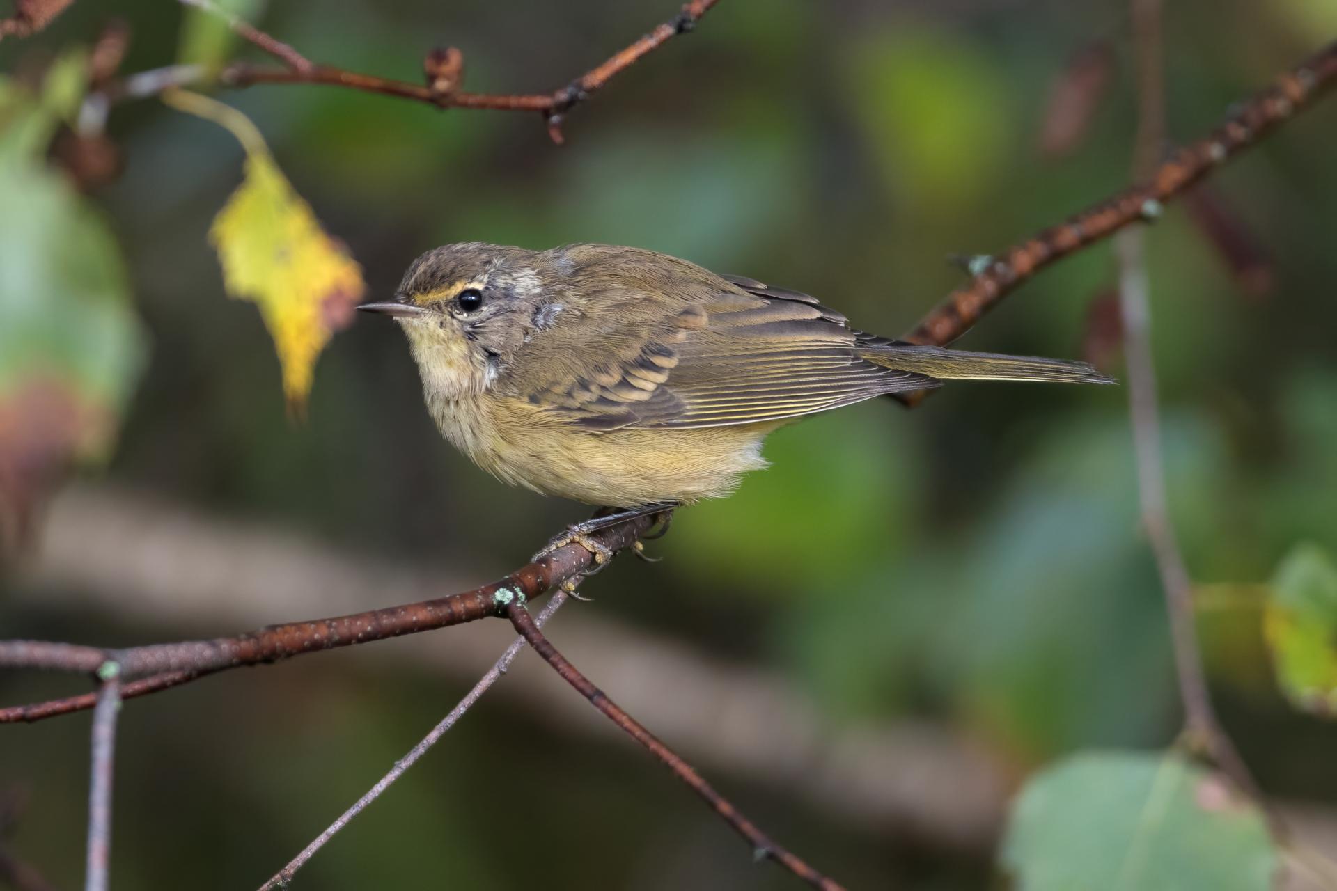 paruline-a-couronne-rousse-palm-warbler