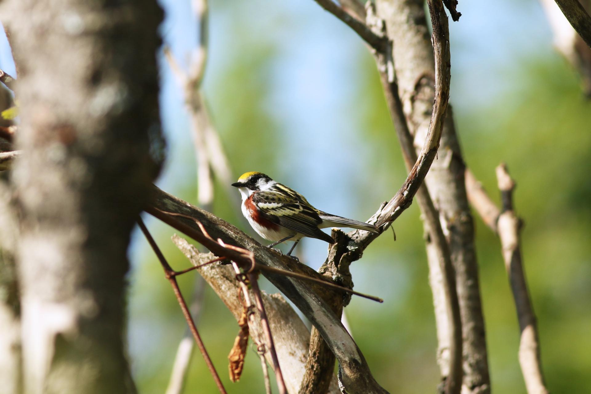 paruline-a-flancs-marron-chestnut-sided-warbler