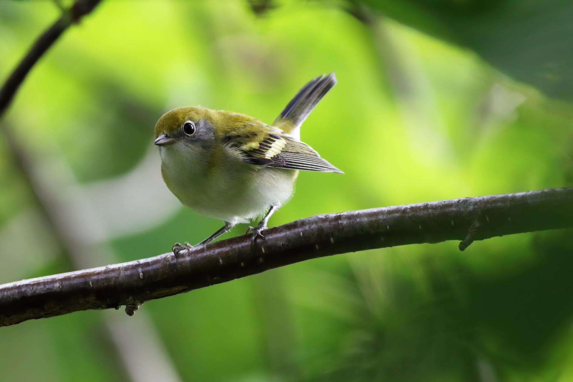 paruline-a-flancs-marron-chestnut-sided-warbler